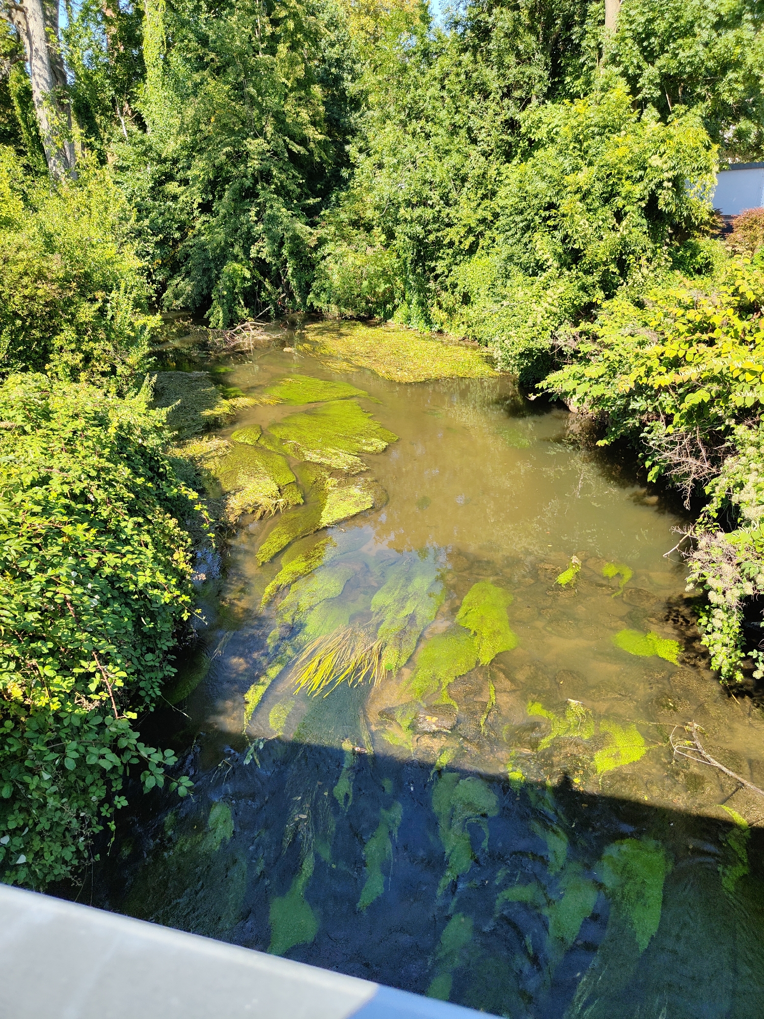 The image shows a narrow, slow-moving river or stream flowing through a densely vegetated area. The water is shallow and murky, with significant amounts of green algae growing on the surface and submerged rocks. Lush green trees and bushes line both banks of the waterway, creating a natural, shaded environment. The sunlight filters through the leaves, casting dappled shadows on the water. A white railing is visible in the foreground, suggesting the vantage point is from a bridge or embankment. The scene appears to be in a natural setting, possibly a park or a less developed area within or near the city of Pirna, Germany, given the context. There are no people or animals visible in the image.