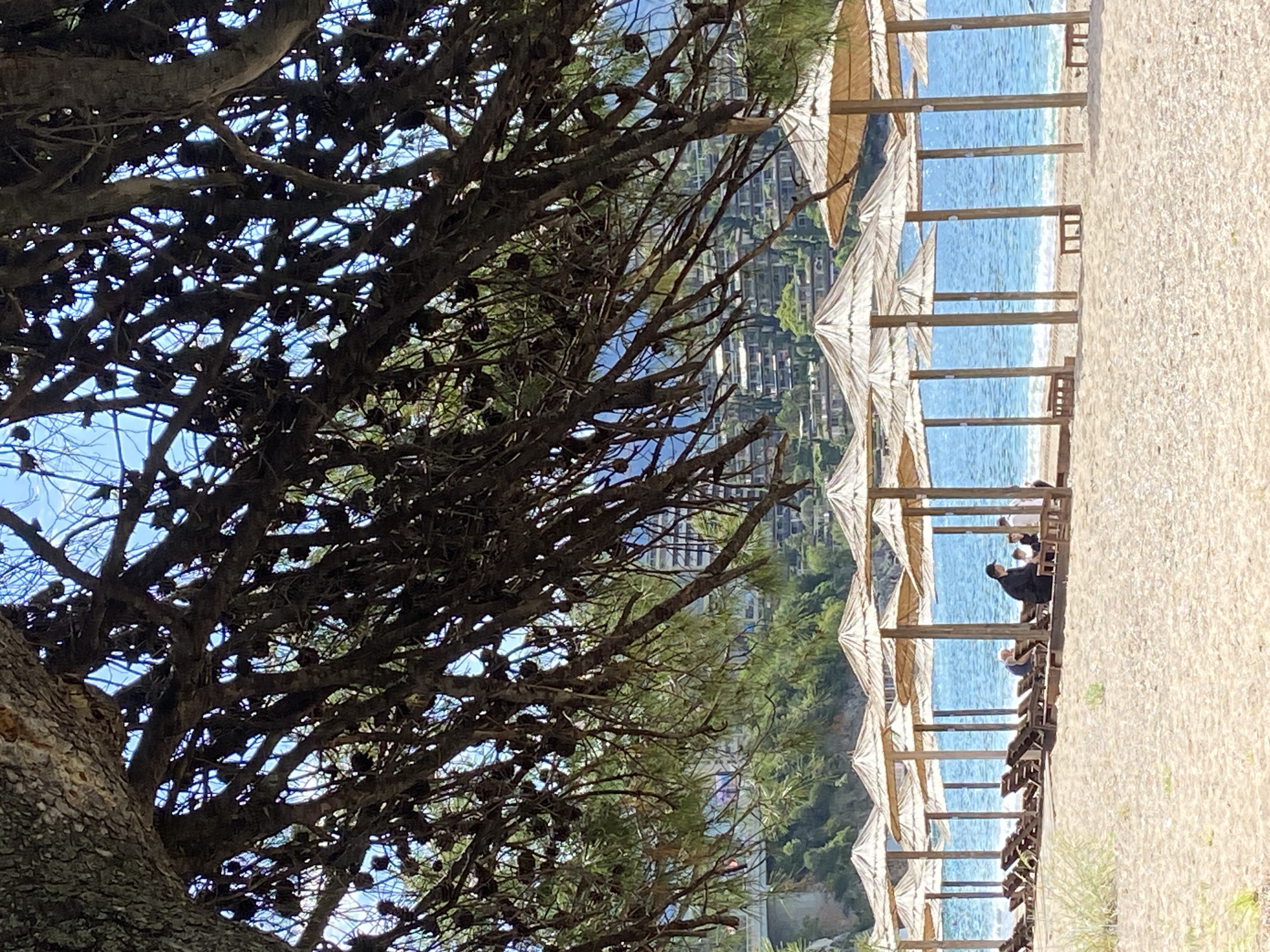 This photograph, taken in Budva, Montenegro, shows a beach scene viewed partially through the branches of a coniferous tree laden with pine cones. On the right side of the image, a series of beach umbrellas, supported by wooden posts, create a rhythmic pattern along the sandy shoreline. The sea is visible through the spaces between the umbrellas. People are seated on beach chairs under the umbrellas, and some are engaged in conversation. Behind the beach, vegetation covers a hillside that is dotted with buildings. The left side of the image is dominated by the trunk and dense branches of the tree, partially obscuring the view.
