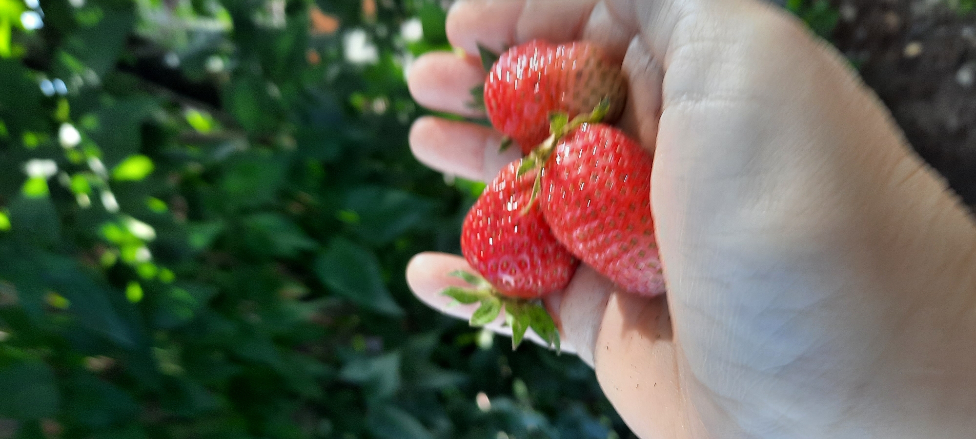 The image shows a person's hand holding three ripe strawberries. The strawberries are red and have green tops. The hand is open, with the strawberries resting in the palm and fingers. The background is blurred and appears to be green foliage, suggesting an outdoor setting. The lighting suggests it is daytime. No specific location in Shakhty City District, Russia can be identified from the image alone.