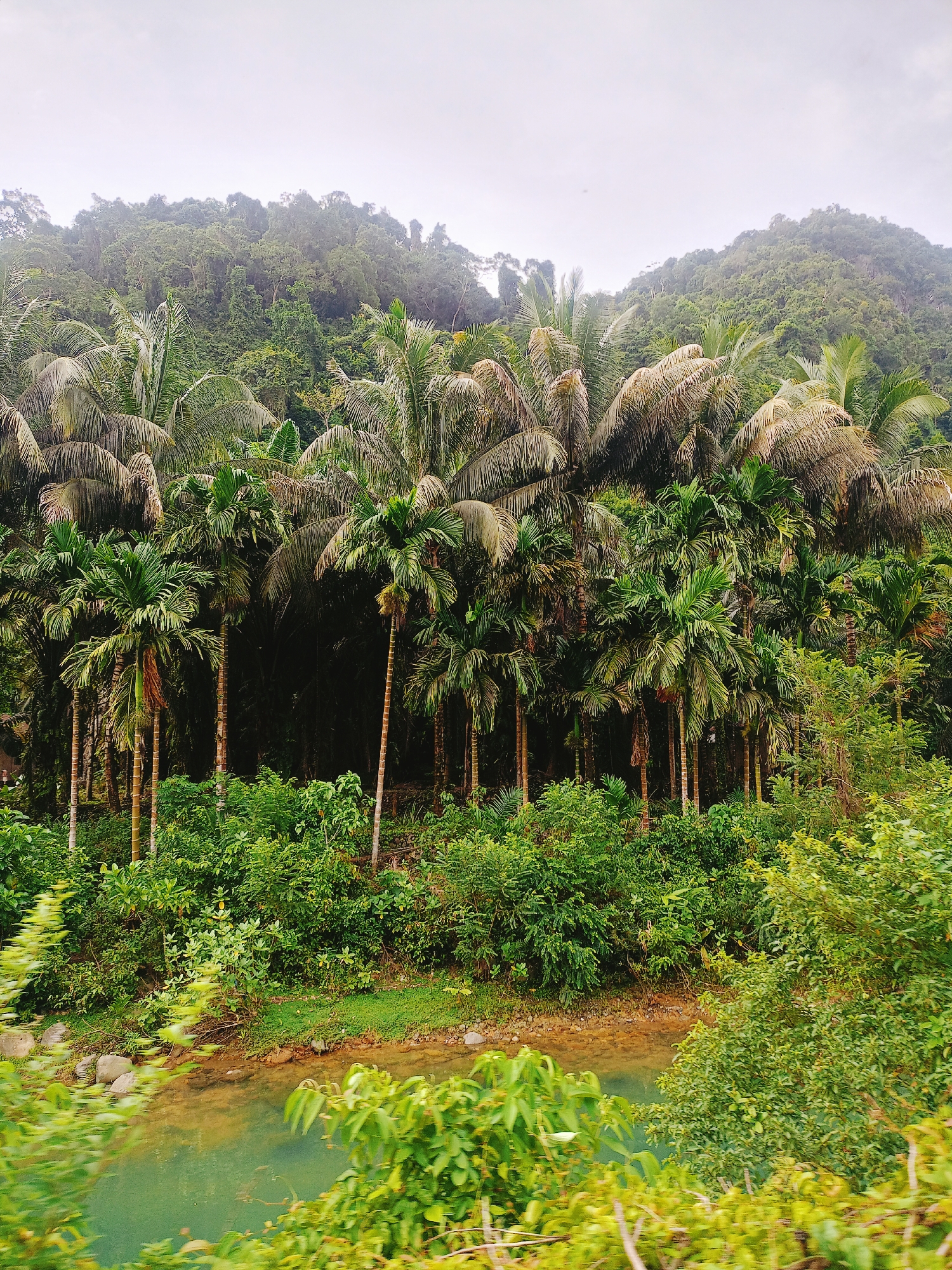 The image shows a tropical landscape, possibly near Pudeng, Indonesia. A dense row of palm trees with tall, slender trunks dominates the midground, with a backdrop of a lush, forested hill. In the foreground, there is a small body of water with greenish-brownish water. Overhanging foliage obscures some of the water's edge. The sky is overcast, providing diffuse lighting. There are no visible people or identifiable objects. The overall impression is a humid, tropical environment.