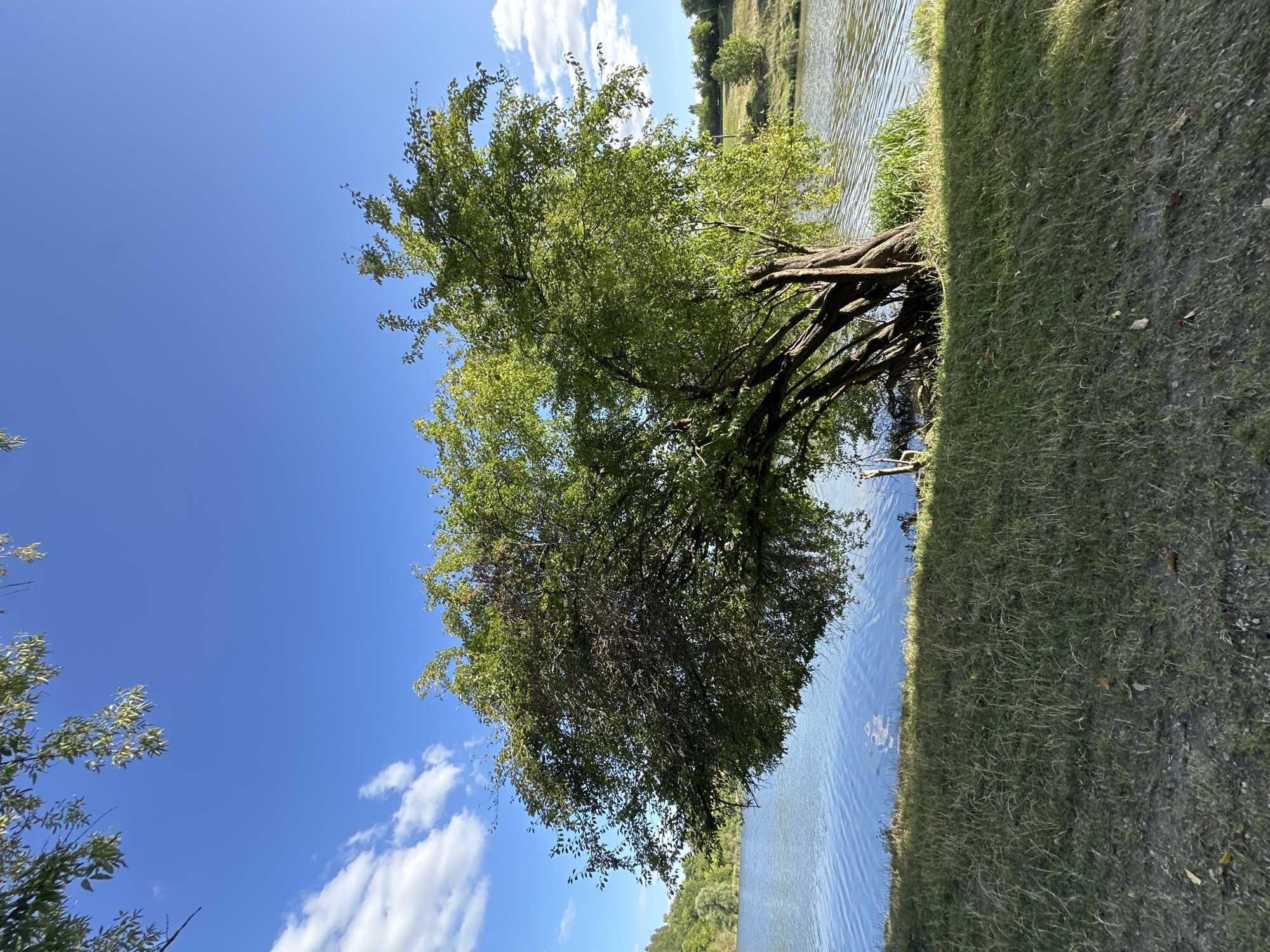 A wide-angle, eye-level, outdoor photograph captures a scenic natural landscape near the village of Makiv, Ukraine. The image is dominated by a large, deciduous tree with a sprawling canopy of green leaves, its trunk and branches twisted and leaning towards the right. The tree is situated on a grassy embankment that slopes gently down to the edge of a calm body of water, likely a river or lake, with gentle ripples reflecting the clear blue sky. The water extends horizontally across the lower half of the image, meeting a distant, tree-lined shore and rolling hills under a bright, cloud-dappled sky. The grass on the embankment is a mix of green and dry, sparse in some areas, with scattered fallen leaves. The overall impression is one of peaceful, natural beauty on a sunny day.