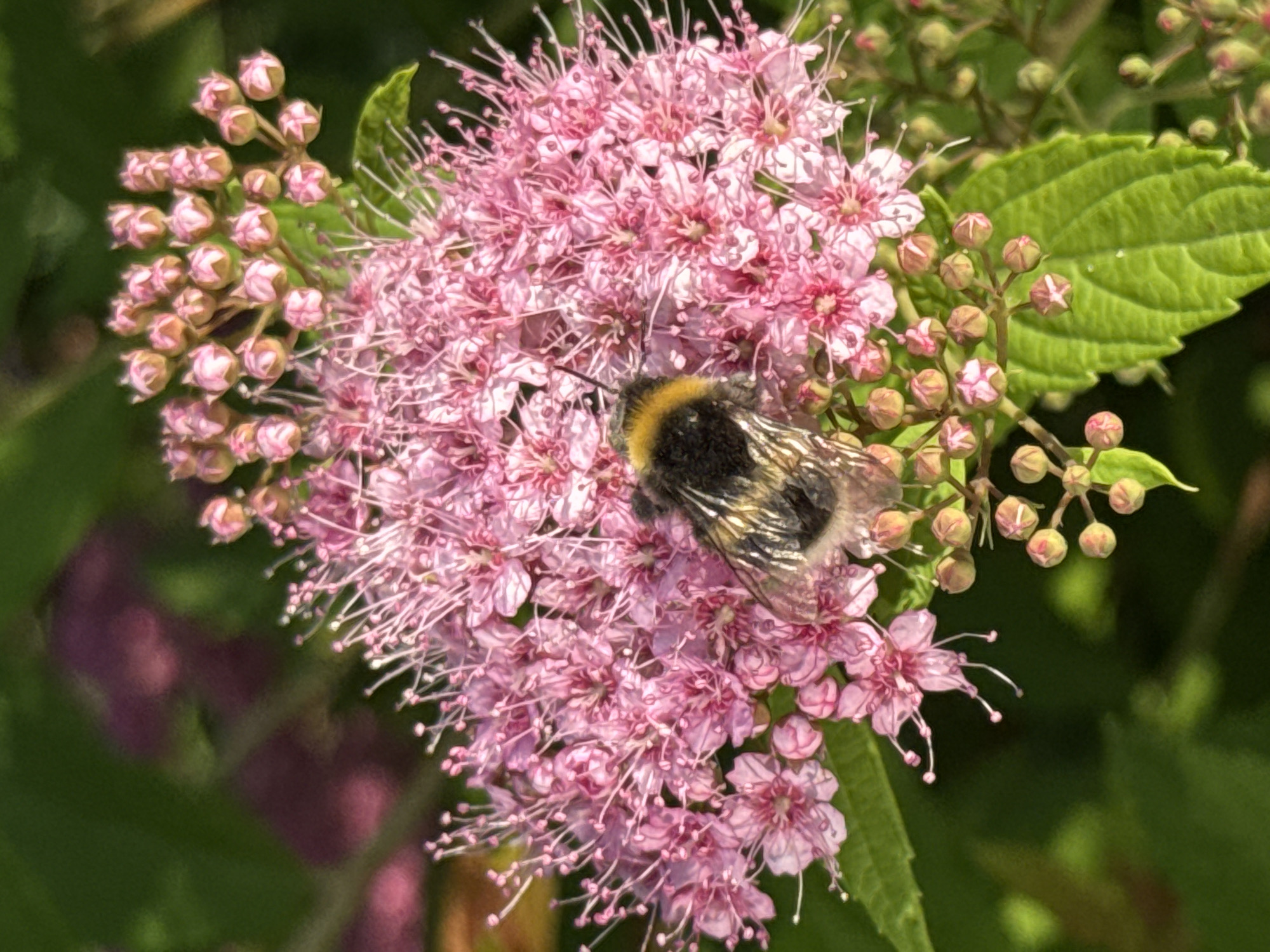 A close-up shot shows a bumblebee on a cluster of small pink flowers. The bumblebee, with its characteristic black and yellow stripes, is positioned in the center of the image, its body partially obscured by the petals. The flowers are delicate and numerous, with thin white stamens extending from their centers. Green leaves and other blurred pink flowers form the background, suggesting an outdoor setting. The overall lighting is bright, indicating it was taken during the daytime.