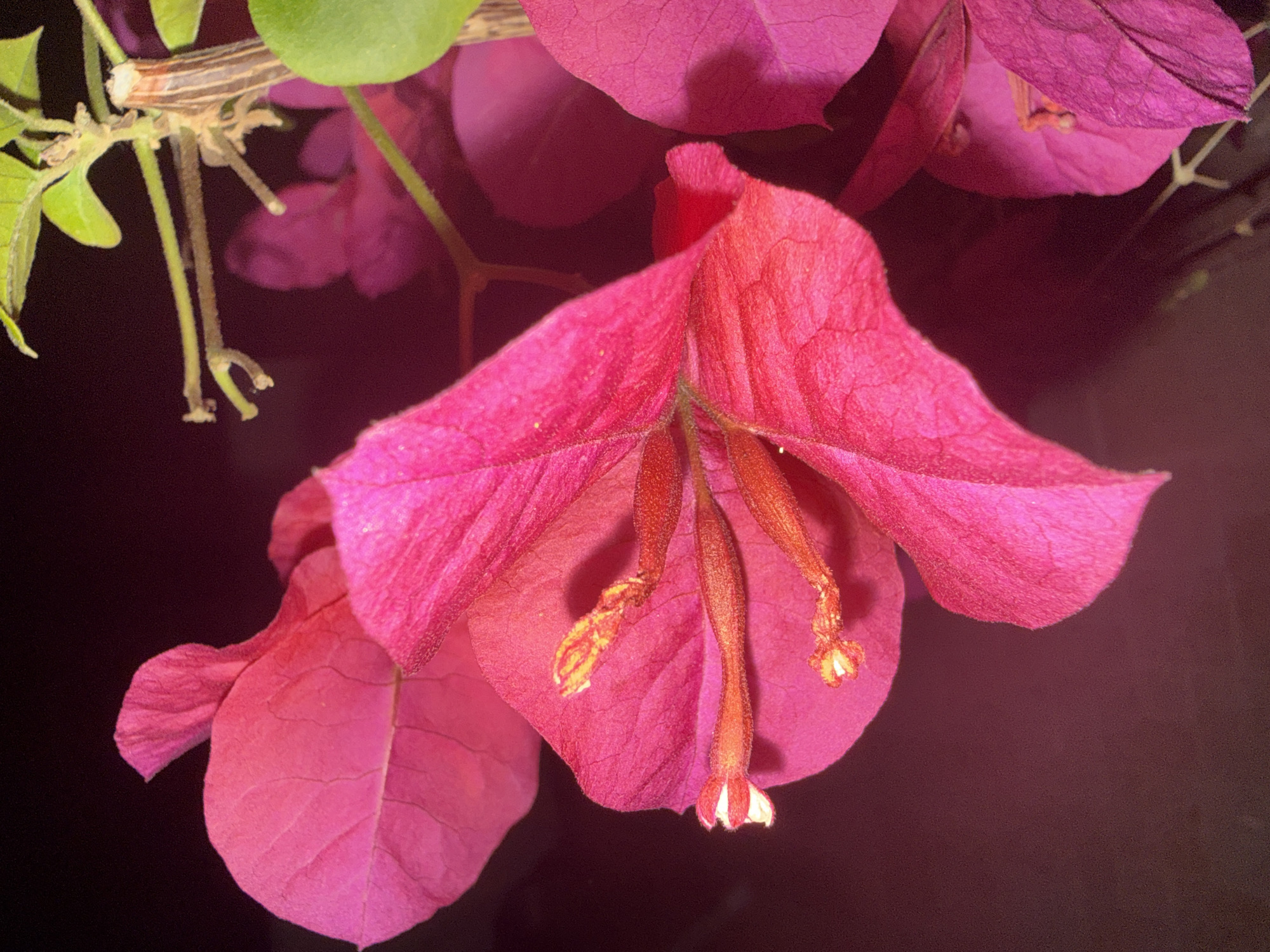 A close-up macro photograph showcases the vibrant pink bracts and delicate stamens of a bougainvillea flower. The bracts, which are petal-like structures, display a rich, textured surface with visible venation. The stamens, located at the center of the flower, are thin and elongated with pollen-dusted tips. The background is a deep, out-of-focus burgundy, creating a strong contrast that highlights the flower's colors and details. A portion of the plant's stem and a few green leaves are visible in the upper right, suggesting the flower is part of a larger plant. This image was taken in the environs of Ravadinovo, Bulgaria, likely within the grounds of the Ravadinovo Castle, known for its extensive floral displays. There are no people, animals, or other visible objects in the frame.