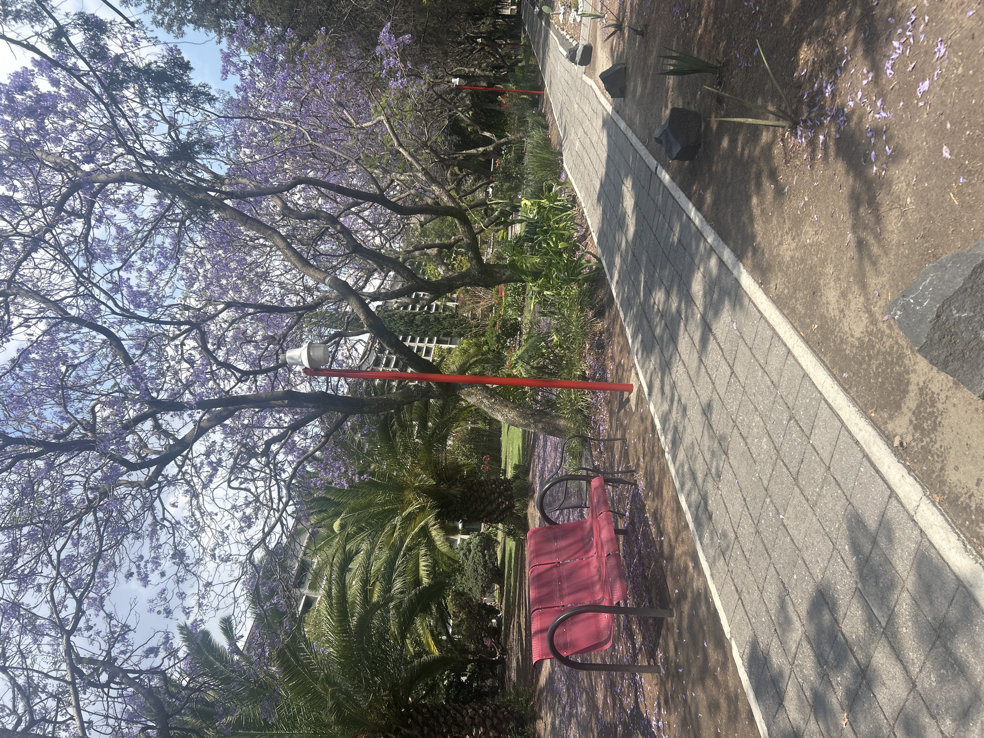 The image depicts a park scene, possibly in an urban setting. A tree with lavender-colored flowers dominates the left side of the image, its branches extending towards the top. Beneath the tree are palm trees, indicating a warm climate. To the right of the trees, there is a red park light. A red park bench is positioned near the tree. Next to the bench, a paved walkway runs towards the background. The ground is covered with fallen lavender petals.