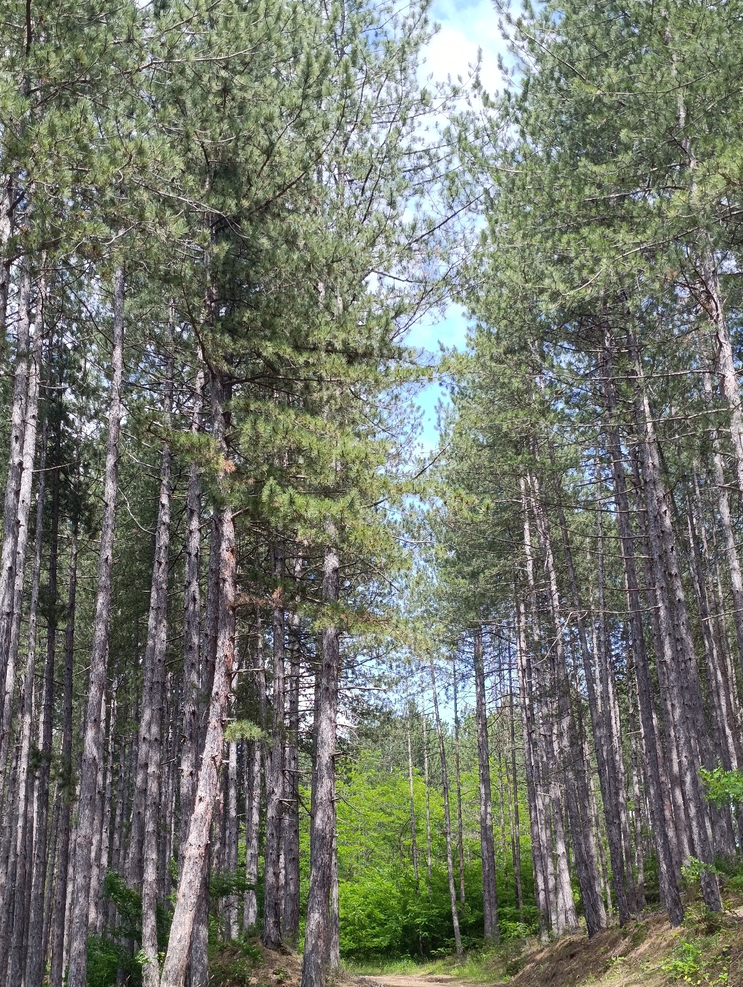 A low-angle shot captures a dense forest of tall, slender pine trees in Nevestino, Bulgaria. The trees dominate the frame, their rough, gray bark and needle-covered branches creating a textured canopy that partially obscures the bright blue sky above. Sunlight filters through the branches, casting dappled light and shadow on the forest floor. In the background, a vibrant patch of green foliage suggests a transition to a different type of vegetation or a clearing. The ground in the foreground appears to be a dirt path winding through the trees. The scene conveys a sense of natural tranquility and the vastness of the forest.