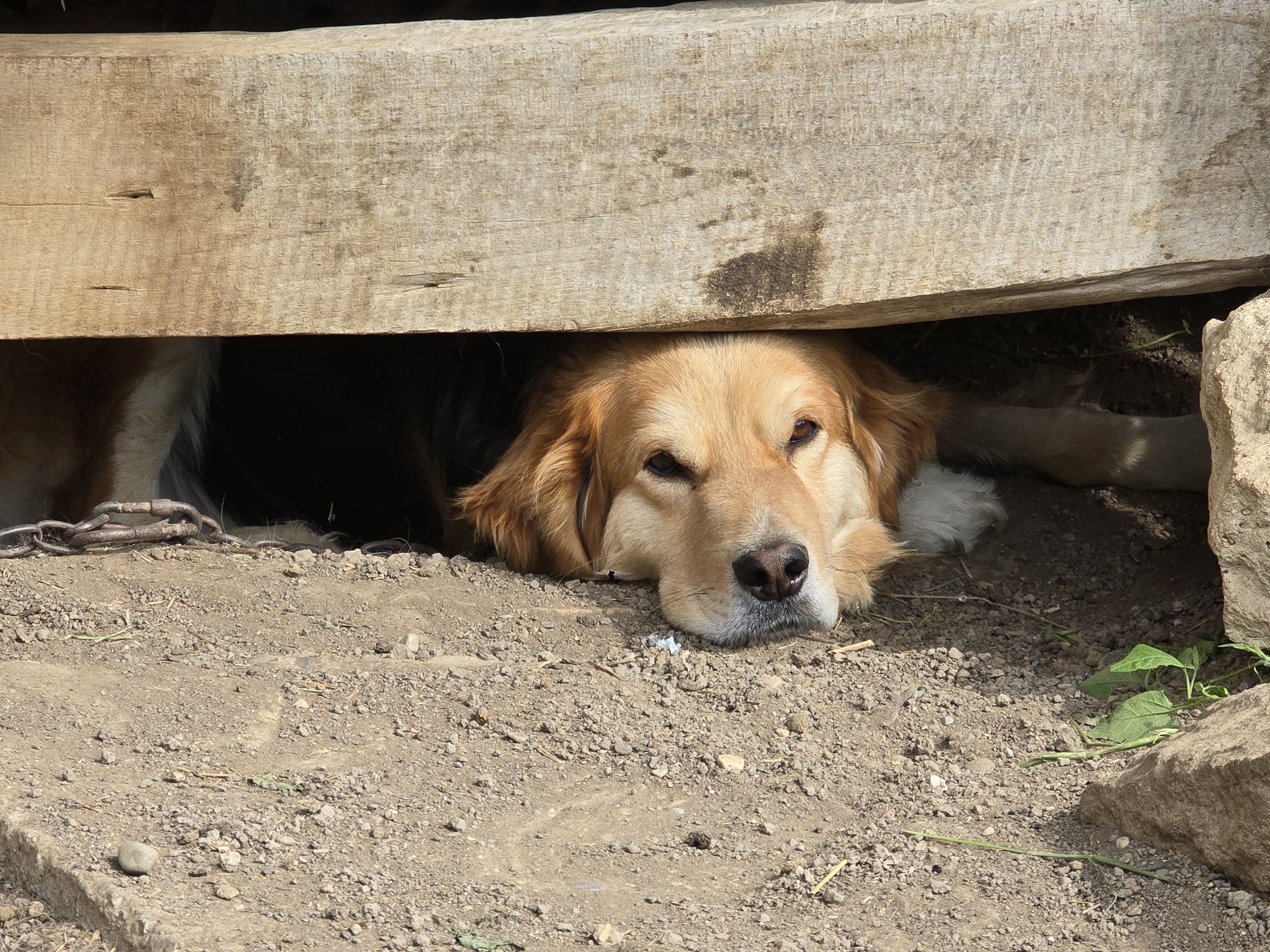 The image depicts a golden-colored dog lying down under a wooden structure. The dog's head is resting on the ground, with its eyes partially closed. The ground appears to be composed of dirt and small stones. A metal chain is visible near the dog's neck. The wooden structure overhead casts a shadow, and there is a large rock to the right of the dog. The overall scene suggests an outdoor setting, possibly in a rural or semi-rural area within the city of Galatin, Bulgaria.