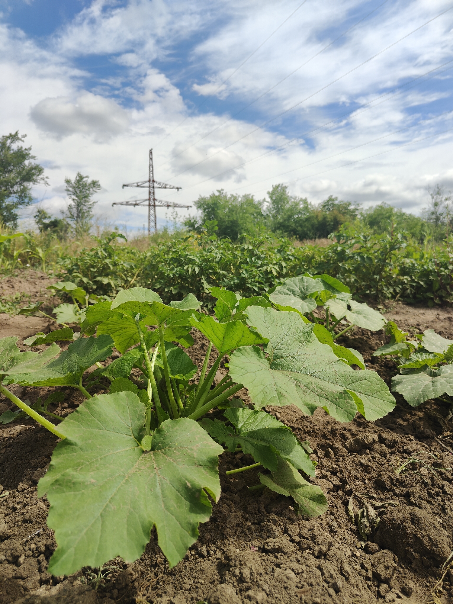 The image depicts a close-up view of a young zucchini plant with large, green leaves growing in dark, tilled soil. In the background, a field of mature green crops stretches towards a line of trees. Above the trees, a power line pylon with high-voltage wires is visible against a sky with scattered white clouds. The scene is set in an agricultural area, likely on the outskirts of the city of Kryvyi Rih, Ukraine. No people are present in the image, and the focus is on the vegetation and infrastructure.