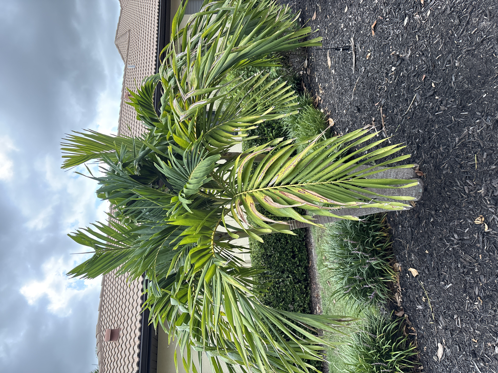 A medium shot captures a palm tree in the foreground, its fronds displaying a mix of vibrant green and yellowing, browning sections. The tree trunk is textured and cylindrical. Behind the palm, a neatly trimmed green hedge forms a backdrop. Beyond the hedge, a portion of a beige house with a tiled roof is visible, suggesting a residential setting. The ground around the palm tree is covered with dark black mulch, interspersed with dry leaves and some blades of green grass. The sky above is overcast with dramatic, dark grey clouds, hinting at impending weather. The overall scene is one of a suburban outdoor environment, likely within the city of Lakewood Ranch, United States, with a focus on the landscaping and the palm tree's condition.
