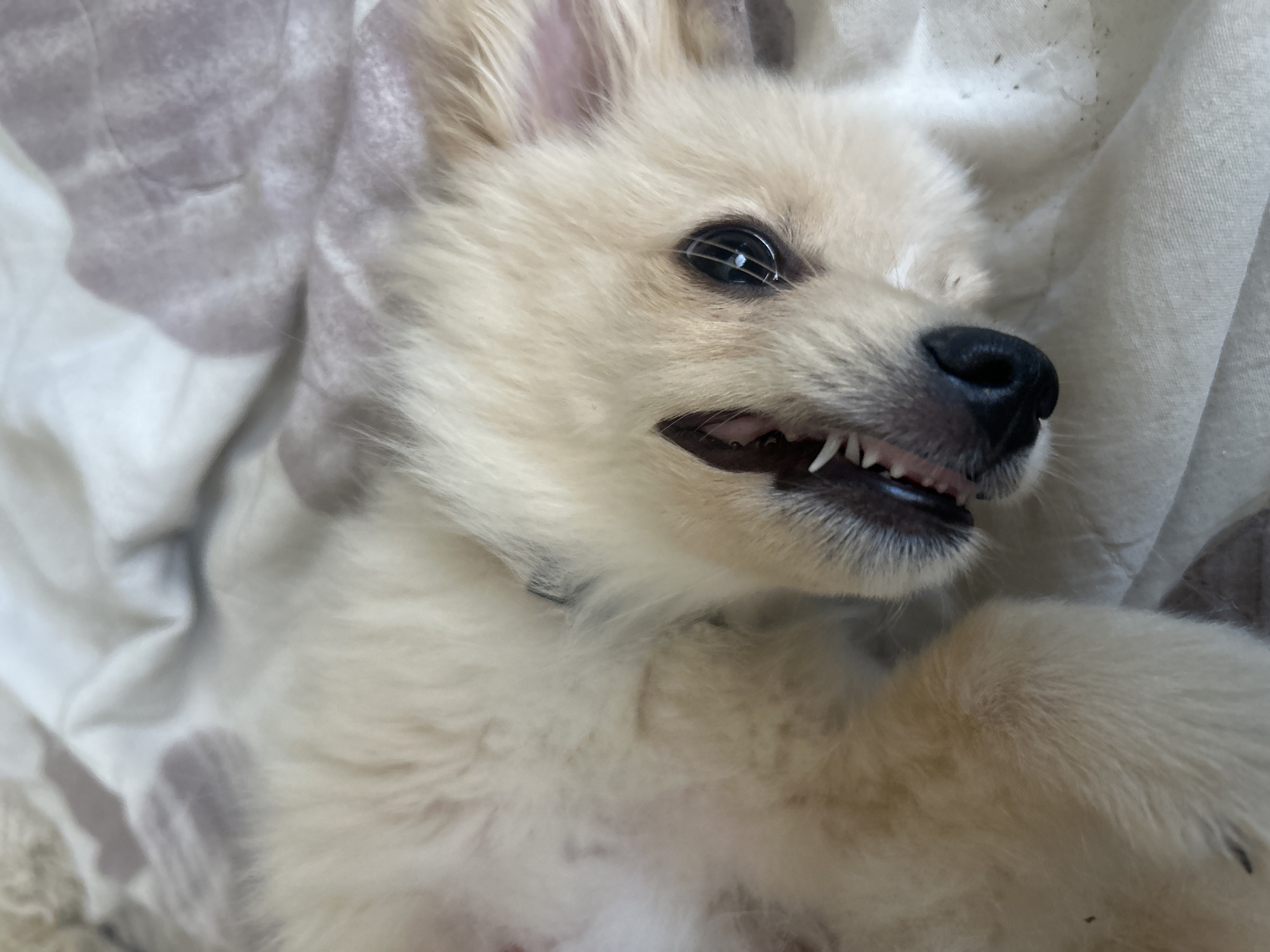 A cream-colored Pomeranian dog is lying on its back on a white blanket with light purple paw prints. The dog's mouth is open, showing its teeth, and its eyes are looking up and to the right. The dog's fur is fluffy and appears soft. The blanket is wrinkled, indicating it may be a bed or a couch. The lighting is soft and natural. The scene is indoors, likely in a bedroom or living room. The location is unknown.