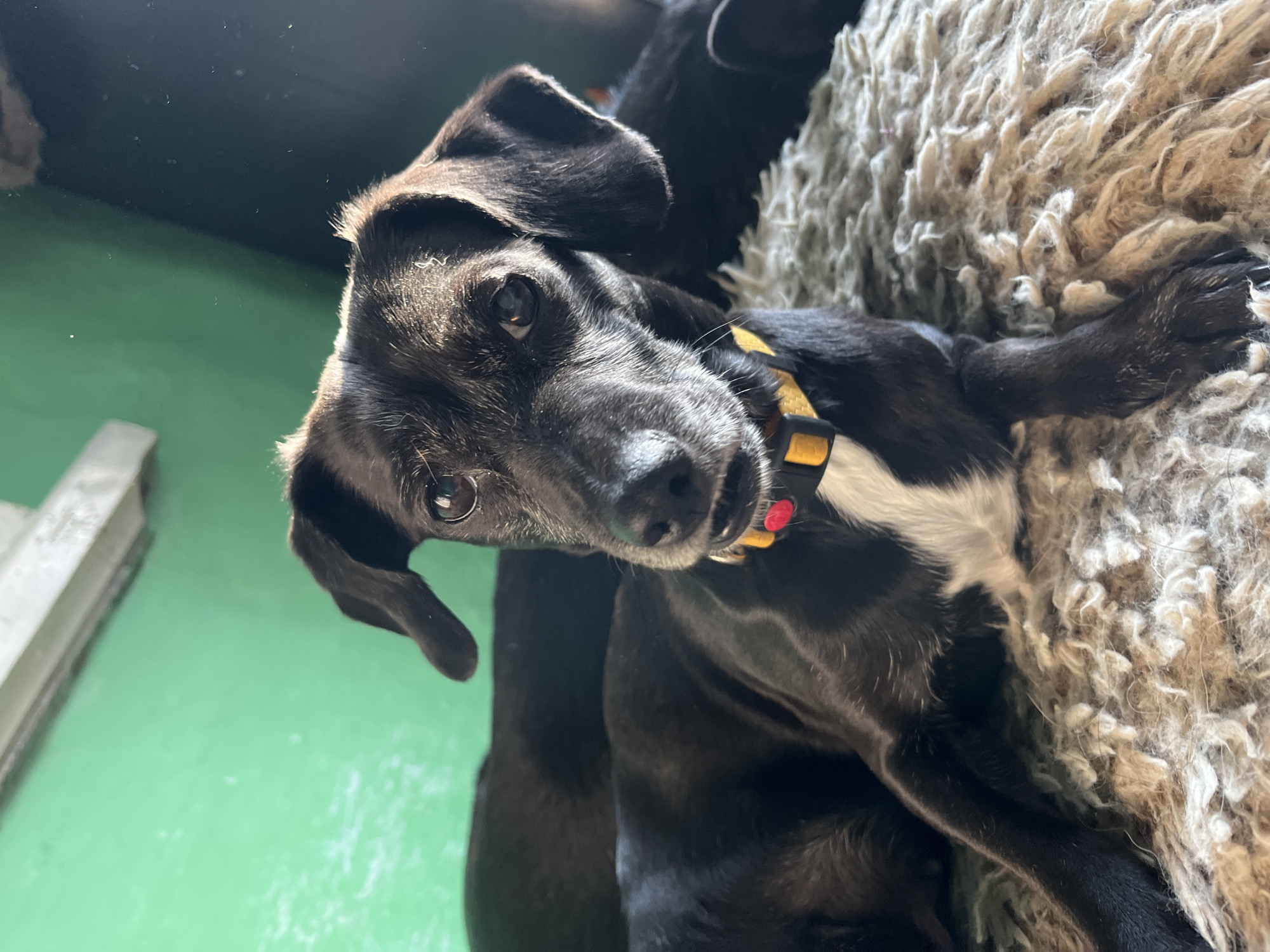 A black and white dog with floppy ears and a yellow and black collar is lying on a shaggy rug. The dog is looking towards the camera with its head tilted slightly. The background is a green wall and a dark area. The image appears to be taken indoors, possibly in a residential setting. There is no indication of the location being in Nizhny Tagil, Russia.