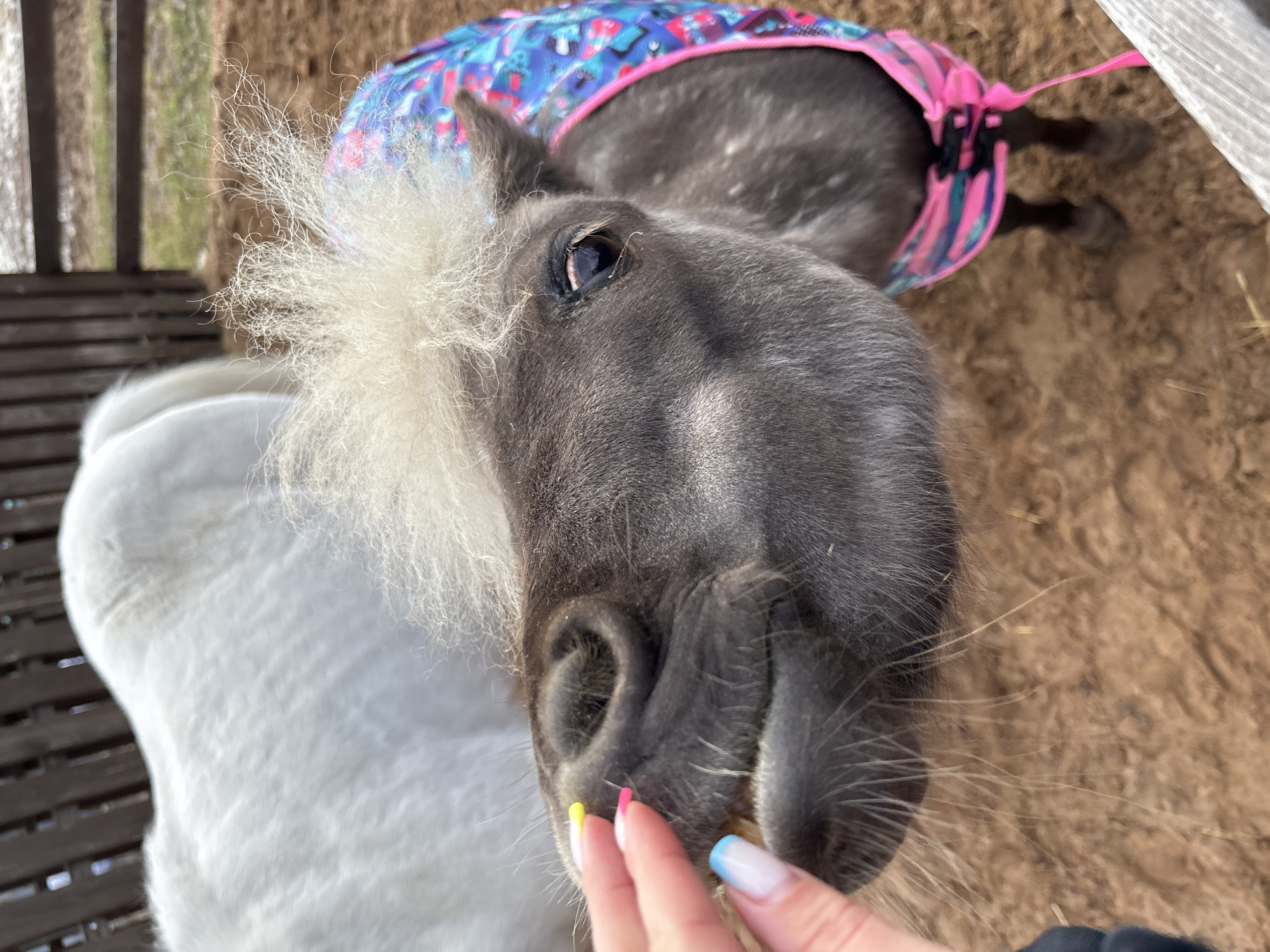 A close-up, slightly tilted shot shows a pony with a white mane being petted by a hand with multicolored manicured nails. The pony is grey in color and wearing a pink and blue patterned blanket with pink ties. The location shows a wooden structure and dirt. The location is Русский Вожой, Russia.