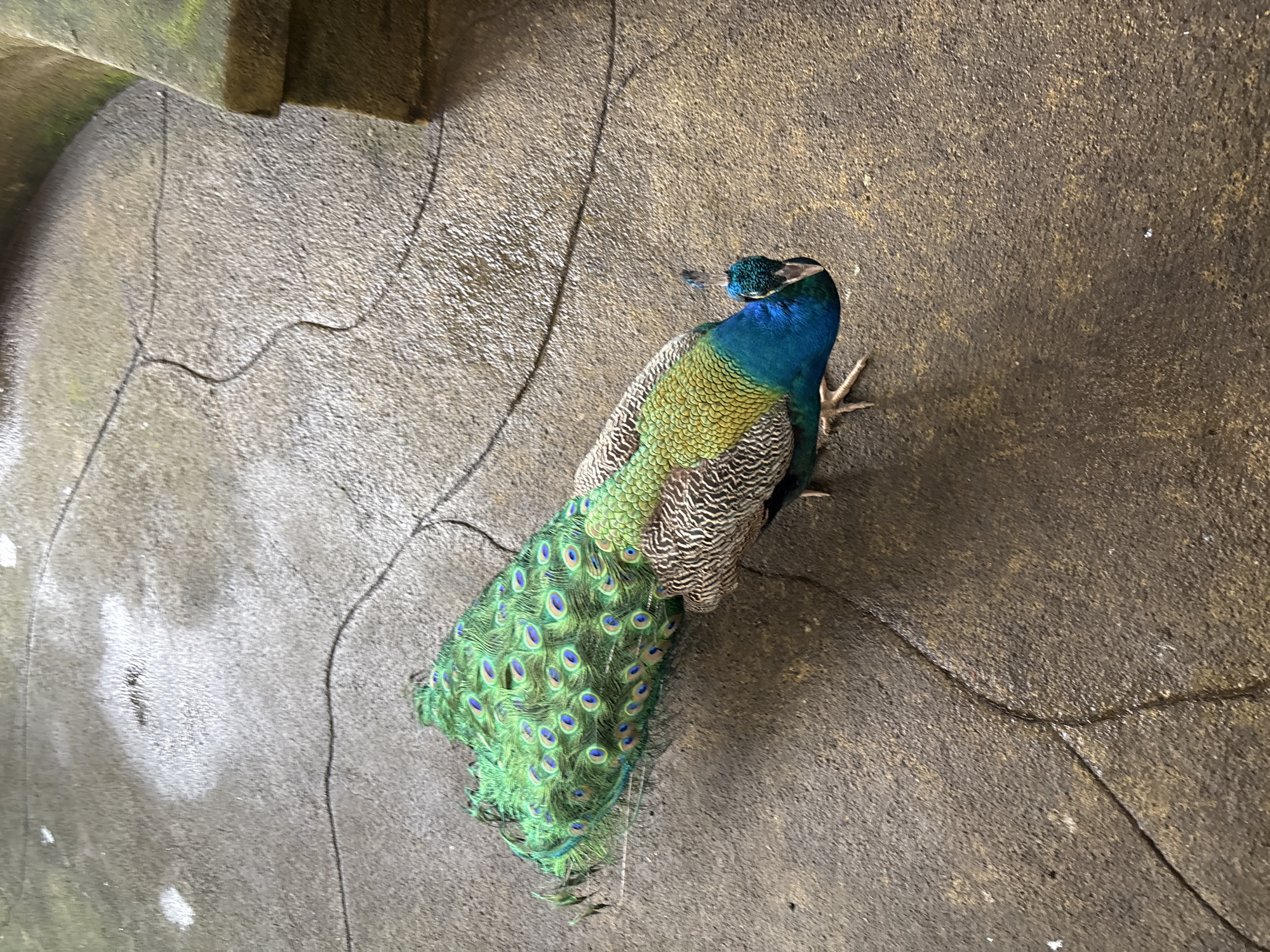A peacock with iridescent green and blue plumage stands on a wet, paved surface. Its long, ornate tail feathers are fanned out behind it, displaying multiple eye-spots. The bird's head is turned to the right, with its beak partially open. The ground appears to be a courtyard or pathway, with dark, wavy lines etched into the concrete, possibly denoting borders or decorative elements. There are a few lighter patches on the ground, possibly from water or debris. In the upper right corner, a moss-covered stone structure is partially visible, suggesting an outdoor setting, possibly in a garden or zoo. The lighting suggests it is daytime, with the wet ground reflecting light. The location is identified as Baturiti, Indonesia, implying this scene is within that region.