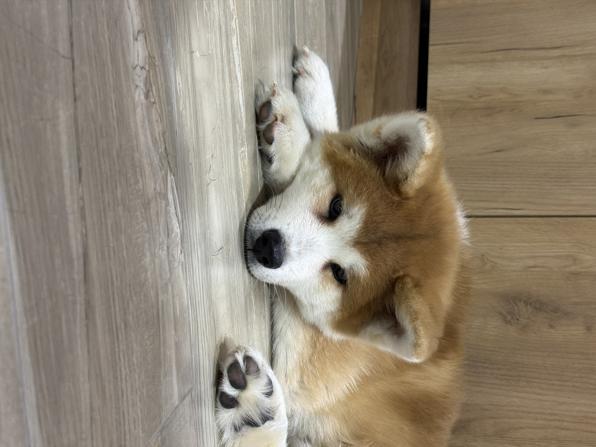 A young, light brown and white Akita Inu puppy is lying on its side on a wooden floor. The puppy's head is tilted slightly to the left, and it is looking directly at the camera. Its front paws are positioned near its head, one above the other. The floor appears to be made of light-colored wood panels. The location is likely indoors, possibly in a house or apartment. The city is Chaikovsky, Russia.
