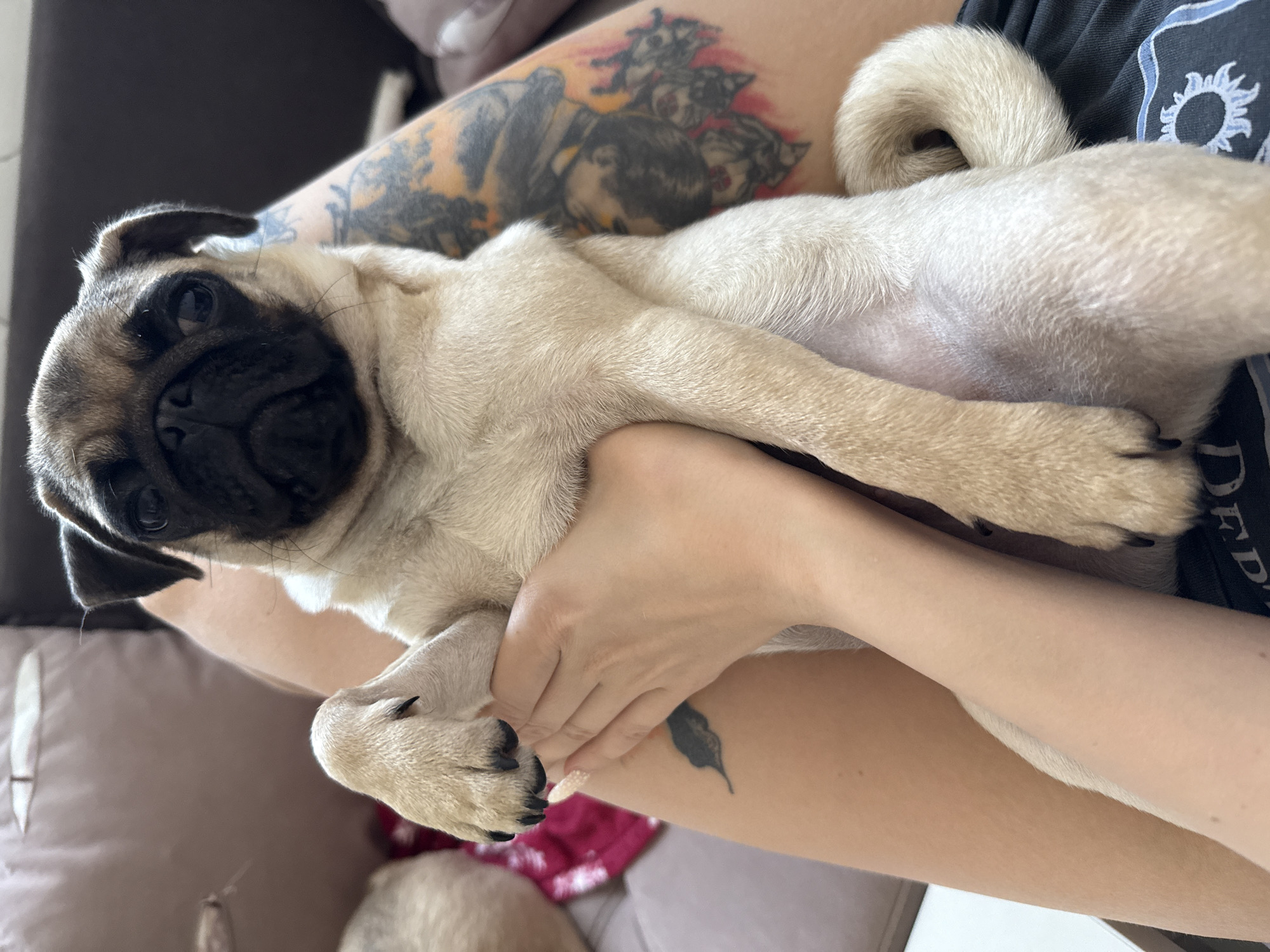A light fawn-colored pug puppy is held in the lap of a person. The puppy is sitting upright, with its front legs crossed and resting on the person's leg. The person's hands are supporting the puppy's legs. The person has tattoos on their legs, including a feather tattoo on the left thigh and a large, colorful tattoo on the right thigh featuring faces and skulls. The background shows a couch and another person's leg, partially visible. The scene appears to be indoors.