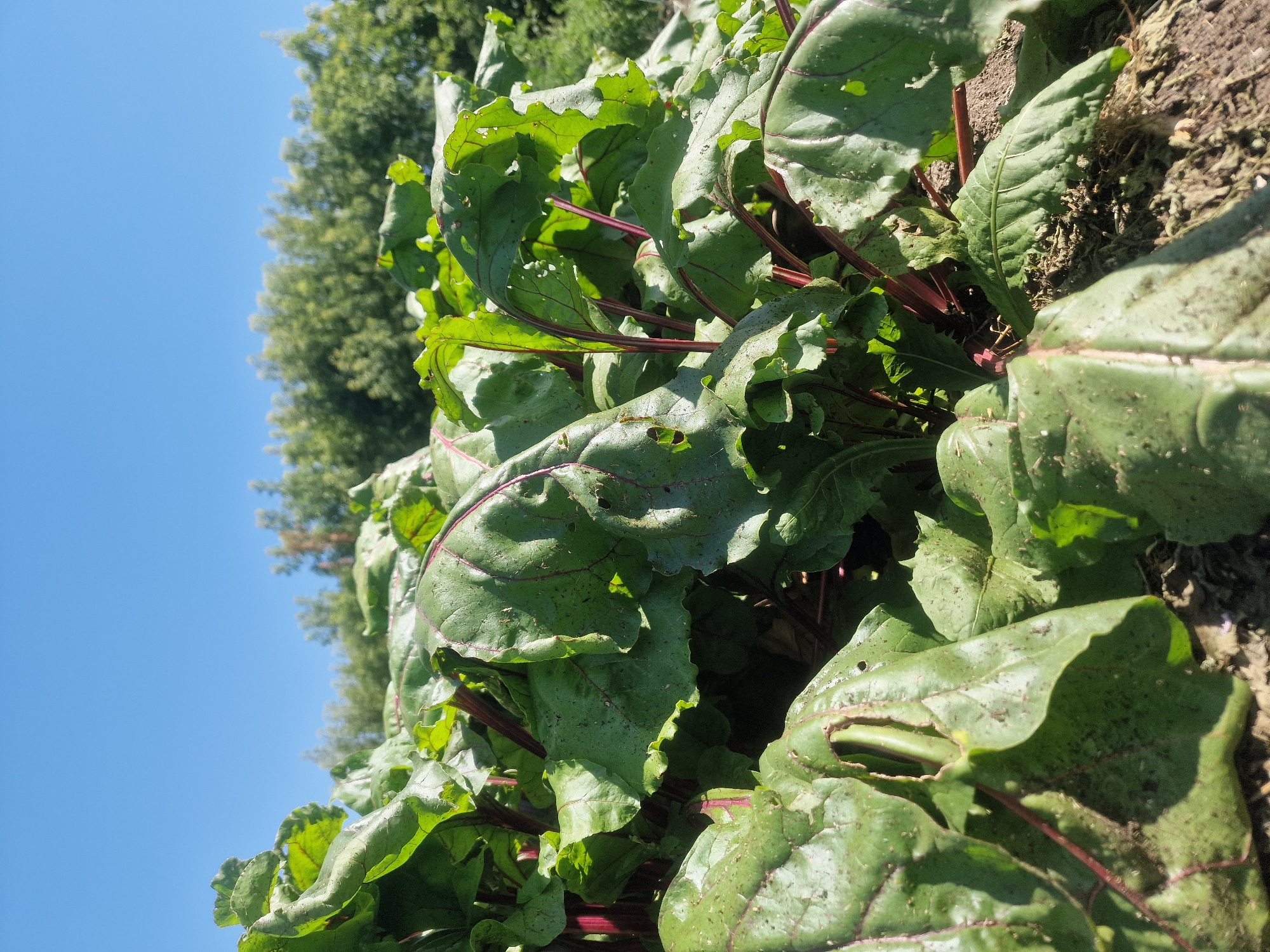 An outdoor, low-angle, medium shot captures a patch of beet greens growing in rich soil under a clear blue sky. The leaves are large and crinkled, with prominent red veins running through them. The stalks are a deep, vibrant red, and some leaves have small holes and visible dirt. In the background, blurred green trees form a line against the sky, suggesting a rural or park-like setting. The scene is brightly lit by sunlight.