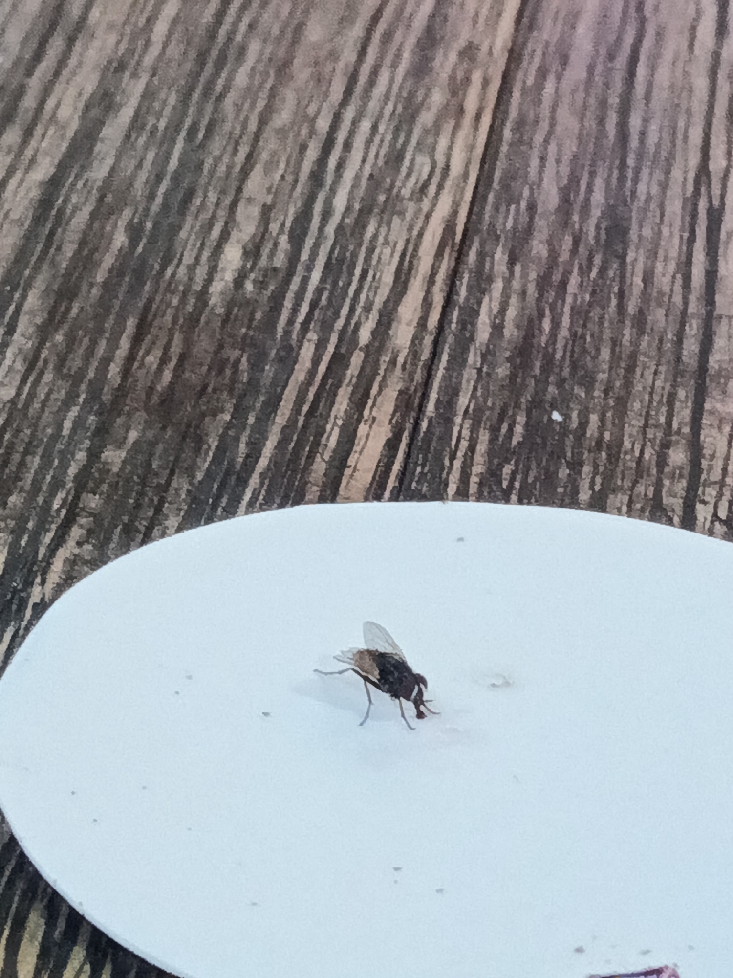 A single housefly is positioned on a white circular surface. The surface appears to be some form of paper or card, possibly a fly trap, given the presence of the fly. The fly is dark in color with visible wings and legs. The white surface is surrounded by a wooden background with a rustic texture, characterized by parallel lines and variations in color, suggesting a wooden table or floor. The lighting in the image is natural, casting subtle shadows. The scene is devoid of human presence. The location in Nha Trang, Vietnam, is not discernible from the visual information provided.
