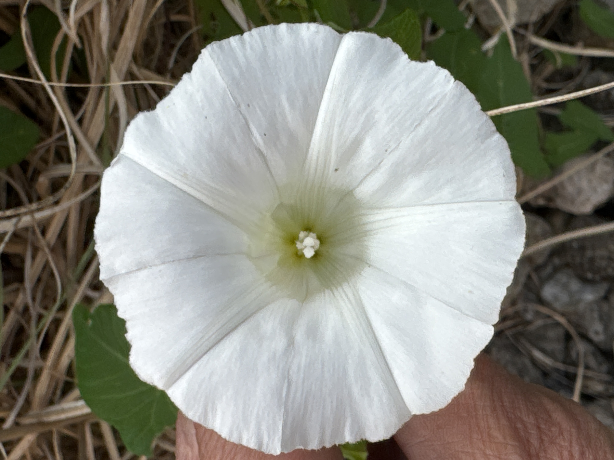 A close-up, top-down shot features a single, white, trumpet-shaped flower being held by a hand with visible skin texture and lines. The flower is the central focus, with its delicate, ruffled petals spread wide, revealing a pale yellow center with small white stamens. The background is blurred and consists of dry, straw-like vegetation and green leaves, suggesting an outdoor natural setting. The image was taken in Wettstetten, Germany.