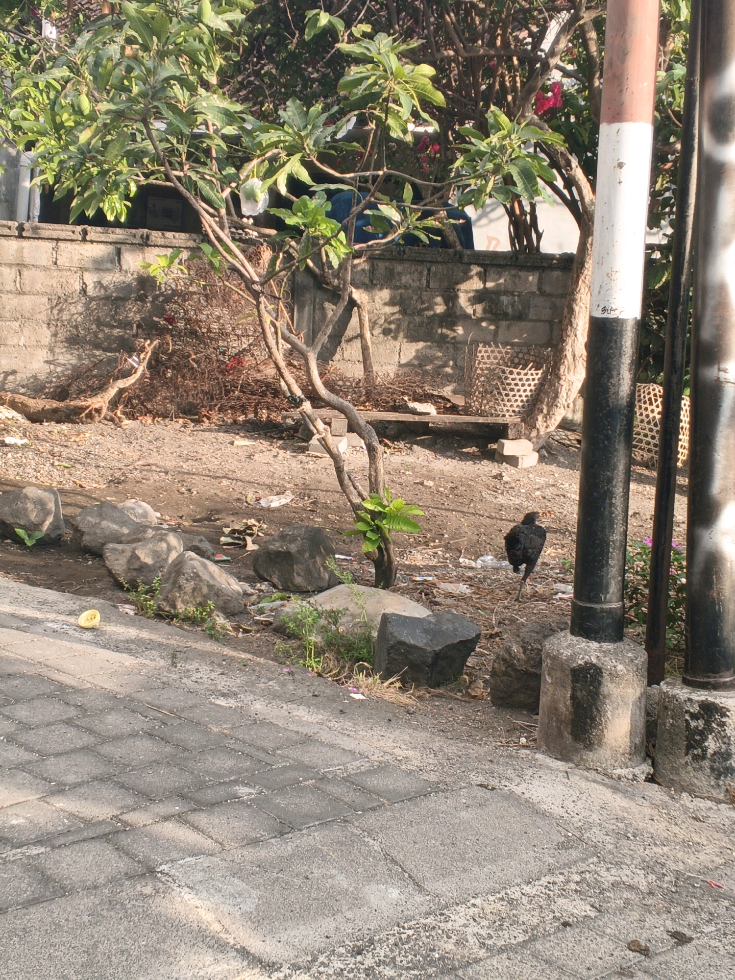 A black chicken is pecking at the ground near a pole in Denpasar, Indonesia. The scene is an outdoor area with a paved walkway, rocky ground, and vegetation. A brick wall is visible in the background, along with some debris. The lighting suggests it is daytime, with sunlight casting shadows.