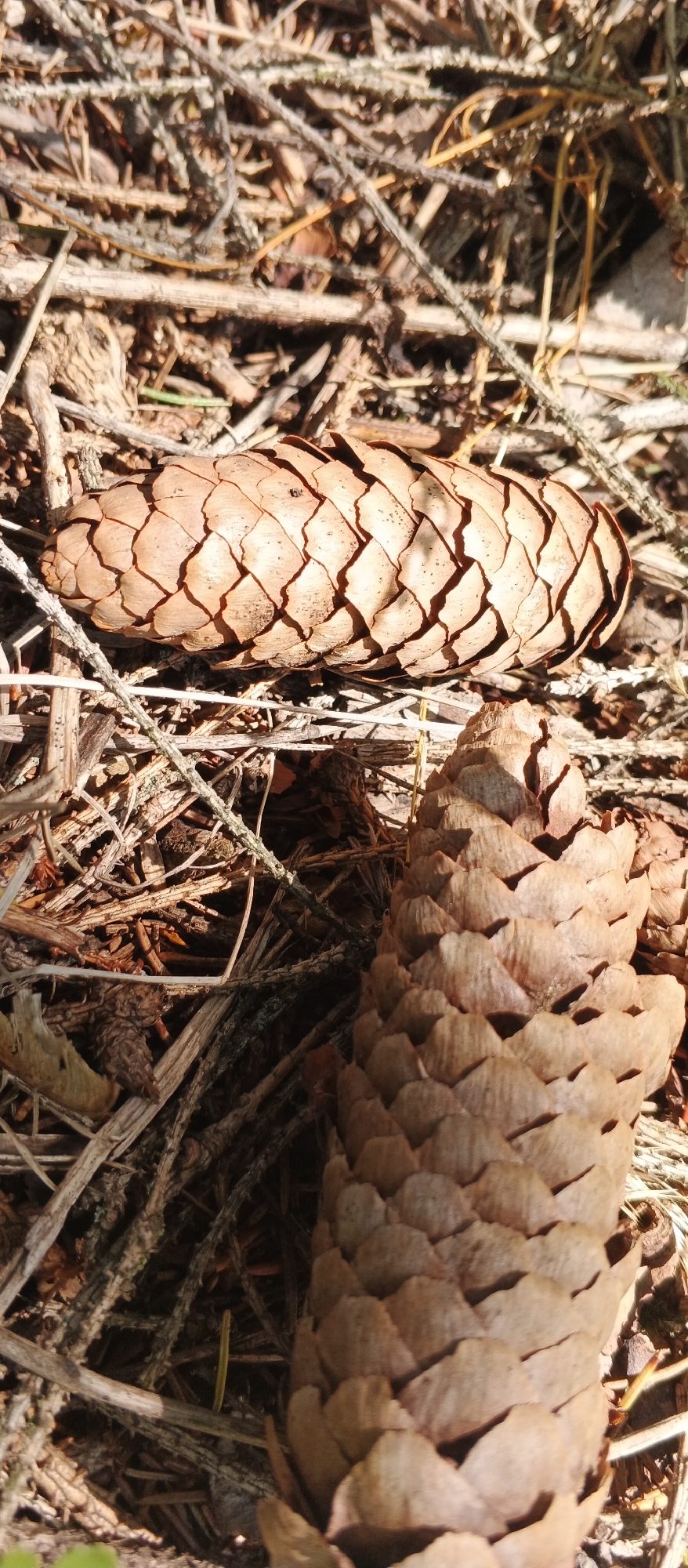 The image shows two pine cones on the ground amidst dry pine needles and twigs, suggesting a forest or park environment. The pine cones are brown and have a textured, scaly surface. The lighting indicates it is daytime, with sunlight casting shadows. There are no people or animals visible in the image. The setting is outdoors and appears to be a natural area.