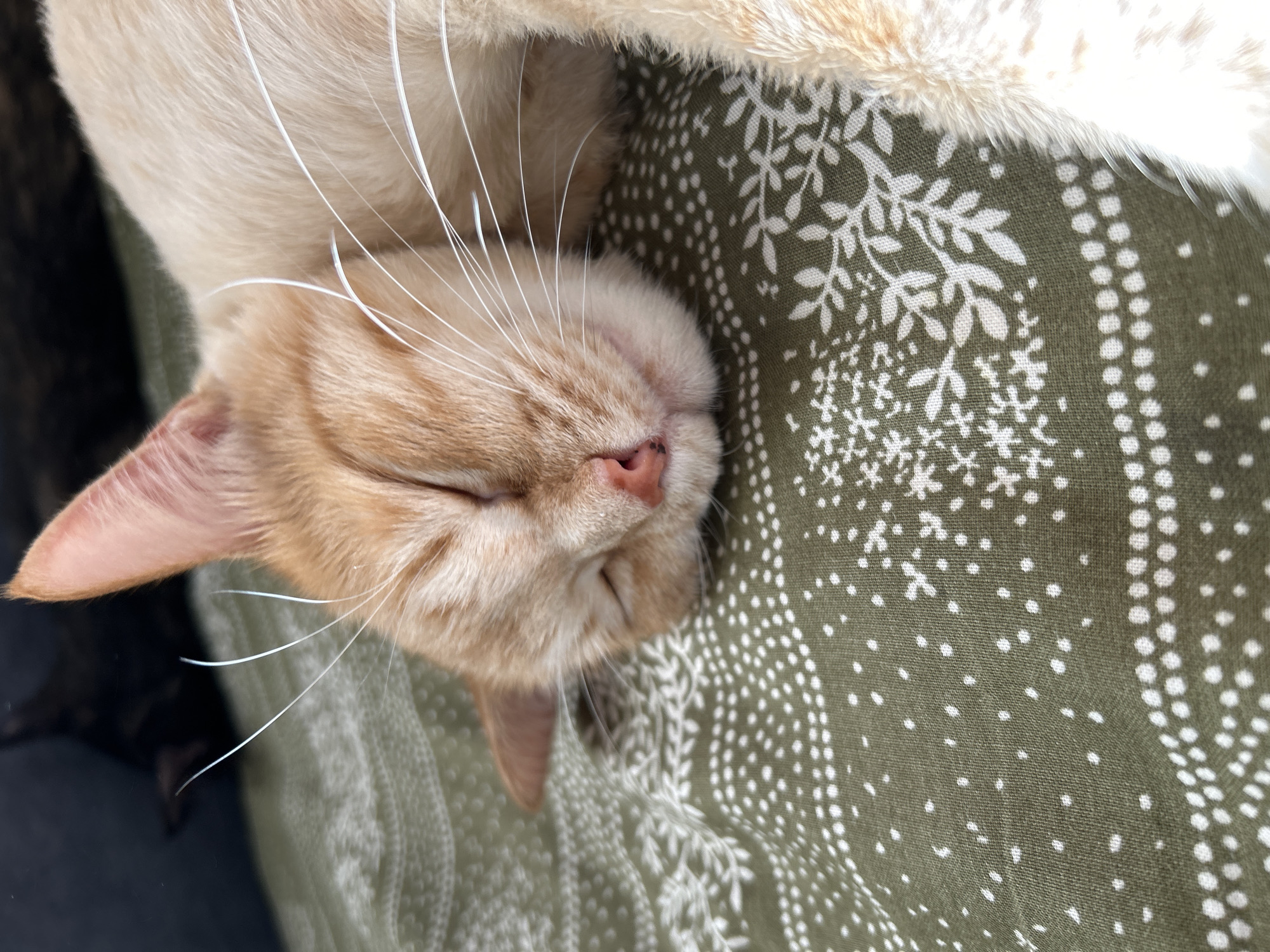 The image shows a close-up of a light orange tabby cat sleeping on a green fabric with a white patterned design. The cat's eyes are closed, its pink nose is visible, and its white whiskers are prominent. The fabric has a repeating pattern of dots and floral motifs. The scene is indoors, and there is no indication of the city of Sibay, Russia.