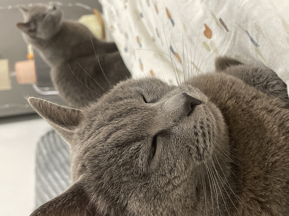 A close-up captures a sleeping gray cat, its eyes closed and whiskers splayed. Behind, another gray cat stands in soft focus, its gaze directed elsewhere. The background includes a patterned white surface and a partially visible object with a clear container holding various items. The overall scene conveys a sense of tranquility.