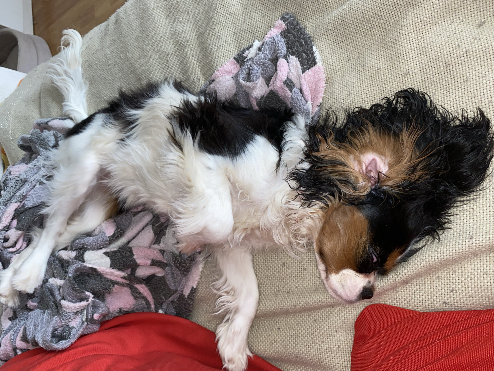A Cavalier King Charles Spaniel is asleep on a light brown couch. The dog has black, white, and brown fur. It is lying on a pink and gray patterned blanket, with a red pillow beneath it. The location is unknown and there is no evidence the image was taken in Votkinsk, Russia.