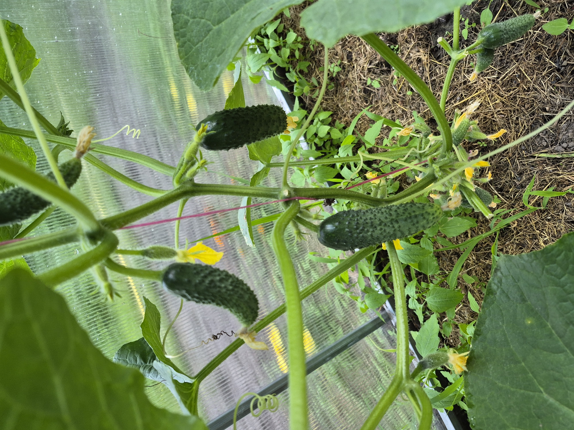 This image, captured in the city of Hlevakha, Ukraine, displays a healthy cucumber plant cultivated within a greenhouse or similar protective enclosure. Multiple green cucumbers, ranging from small developing fruits to larger, mature specimens with distinctly textured, bumpy skins, hang from robust green vines. The plant exhibits numerous vibrant yellow flowers, some in full bloom and others with withered petals. Characteristically coiled tendrils extend from the vines, demonstrating the plant's natural search for support, with one specific tendril showing a tightly wound spiral form.
The plant is rooted in dark brown soil, which is visibly covered with a layer of straw mulch. Smaller green volunteer plants or weeds are present around the base of the main plant. A dark, rectilinear edge suggests the plant may be situated within a raised bed or a large planter. A thin, reddish-pink string is visible, providing vertical support to one of the main cucumber vines. The background reveals translucent, vertically fluted polycarbonate or plastic sheeting, forming the walls of the structure. A dark-colored structural frame element is visible on the left side of the frame. Through the transparent panels, blurred green vegetation and distant yellow elements are faintly discernible outside the growing environment. No human presence is observed in the image.