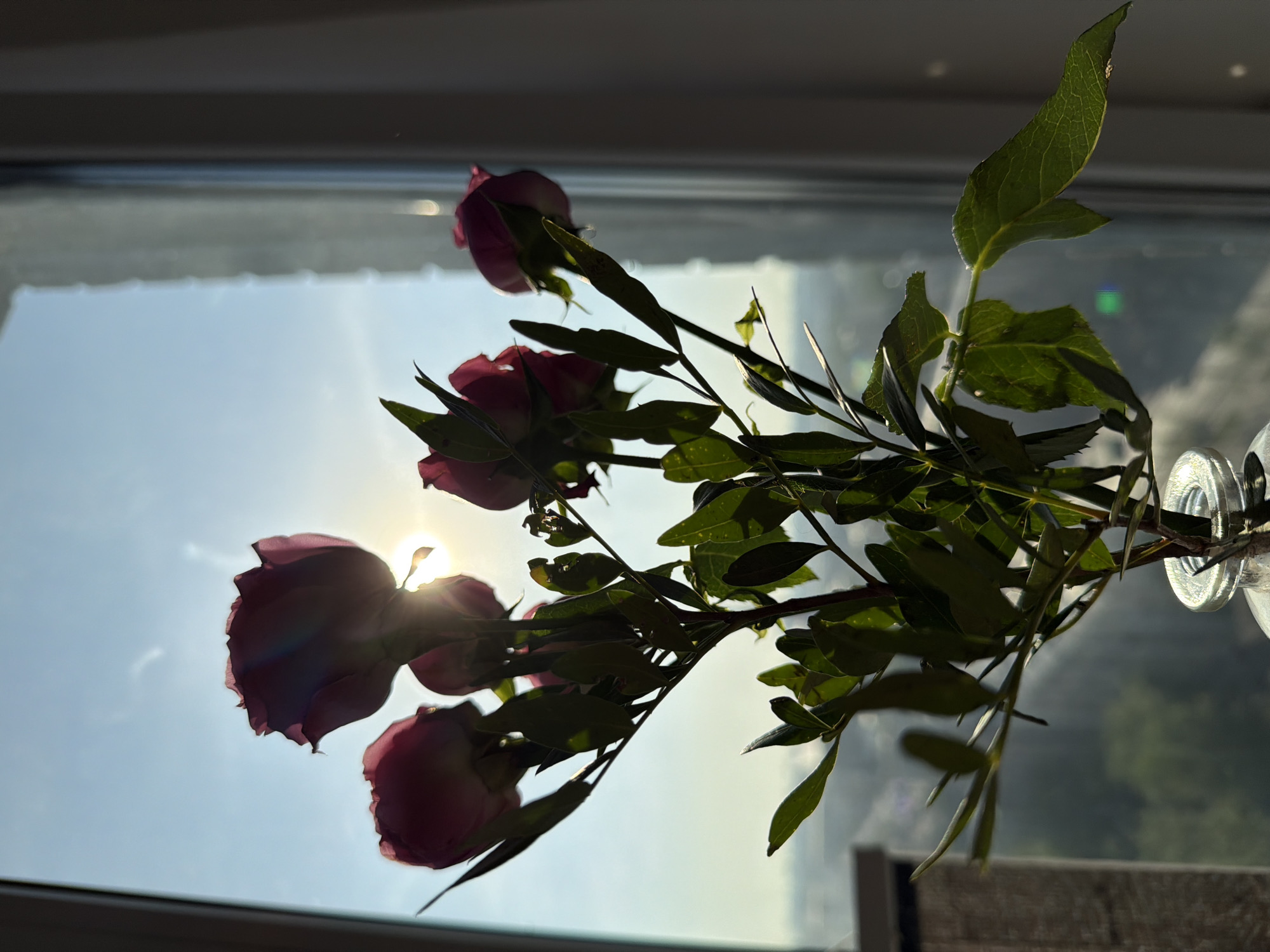 The image depicts a bouquet of pink roses in a glass vase placed near a window. The sun shines brightly through the window, silhouetting the flowers and casting a warm glow. The location is unknown, but appears to be in a city due to the presence of buildings in the background.