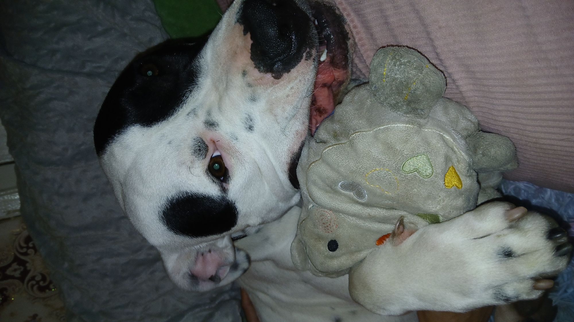 A dog with black and white patches is lying down, cradling a plush toy. The dog's left eye is visible, and its paws are holding the toy close. The toy is soft and worn, with embroidered hearts and other details. The dog is lying on a soft surface, possibly a blanket or bed. The location appears to be indoors, likely within a home. There is no evidence in the image to suggest a specific location within Dnipro, Ukraine.