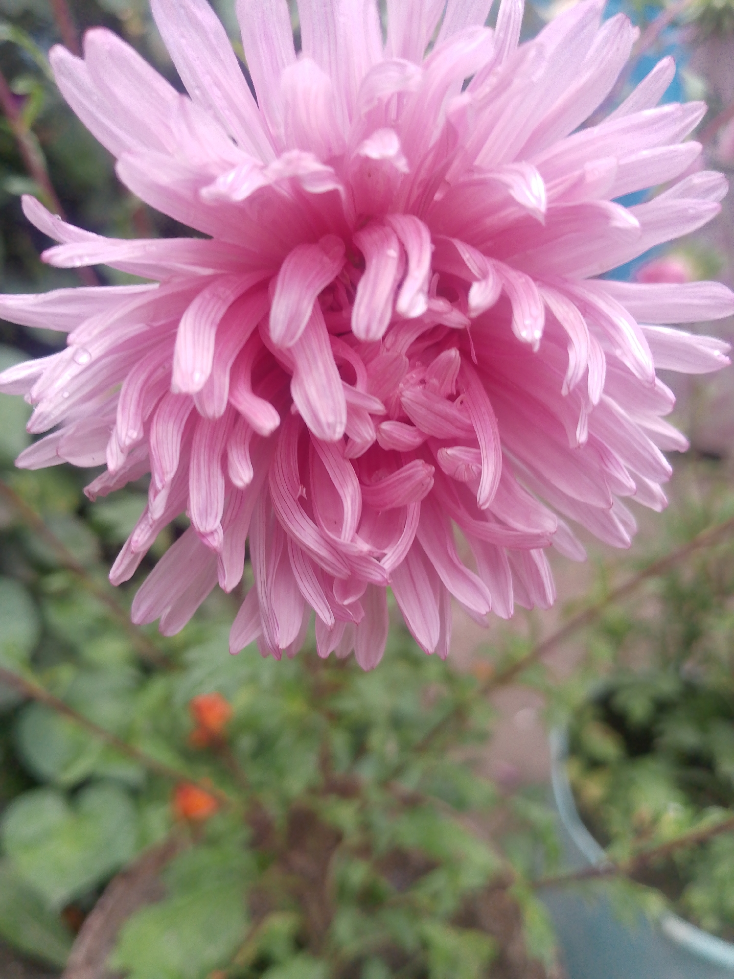A close-up, vertical, eye-level shot captures a vibrant pink aster flower in full bloom. The flower, centrally positioned, fills most of the frame, its delicate petals unfurling in intricate layers. Subtle water droplets glisten on some of the petals, hinting at recent moisture. The background is softly blurred, revealing hints of lush green foliage, a muted orange flower bud, and the indistinct outline of a pot or container. The overall impression is one of natural beauty and delicate detail. The image was taken in Тосор, Kyrgyzstan.
