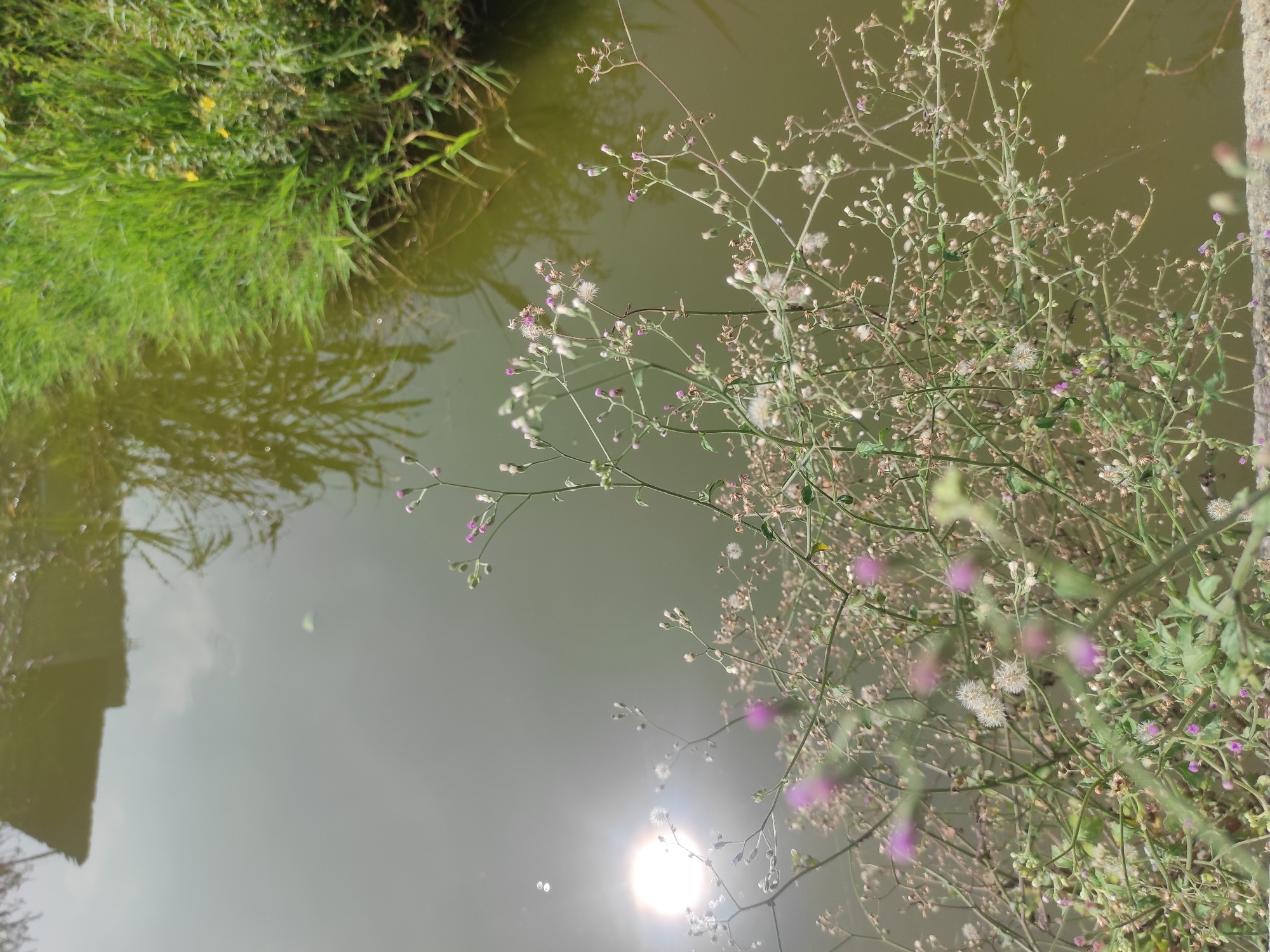 The image, oriented vertically, captures a tranquil outdoor scene featuring a body of water and lush vegetation. A calm, greenish-brown body of water occupies the middle and lower-left portions of the frame, its surface reflecting the sky and surrounding elements.
On the upper-left, dense green grass and foliage grow along the water's edge, with their reflections subtly visible in the water. Dominating the right side of the image, a large cluster of delicate, branching flowering plants extends from the mid-ground into the foreground. These plants are adorned with numerous tiny buds and spent flowers, many of which have matured into fluffy white seed heads. Small, purplish-pink buds and delicate, barely open flowers add subtle touches of color.
A bright, circular reflection of the sun creates a radiant spot on the water towards the bottom-middle of the image, indicating a clear, sunny day. Near the lower-left, the dark, angular reflection of what appears to be a building or structure is visible on the water's surface. The scene evokes a sense of natural beauty and peacefulness, consistent with a tropical environment like Lhokseumawe, Indonesia. There is no visible text.