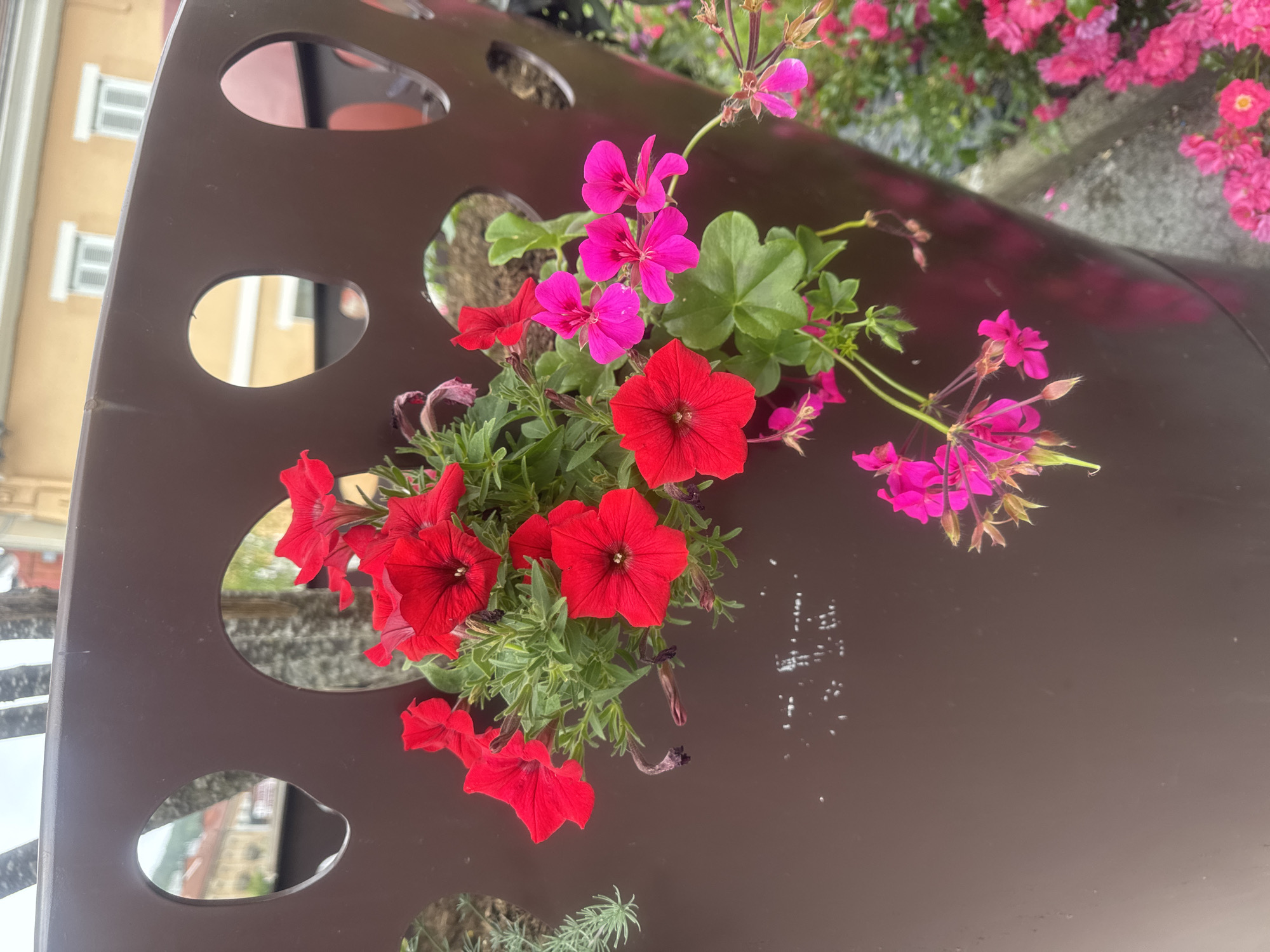 A close-up, eye-level, vertical shot shows red and pink flowers in a brown planter. The planter has several oval cutouts. In the background, blurred buildings with yellow walls and white shutters are visible. The flowers appear to be petunias and geraniums, with vibrant red and fuchsia petals. The planter is made of a dark brown, matte material. Some of the flowers are in full bloom, while others are buds or have wilted petals. The lighting suggests an overcast day. The scene is likely an outdoor urban setting, possibly a street or a public garden, although no specific landmarks of Saint-Claude, France are identifiable.