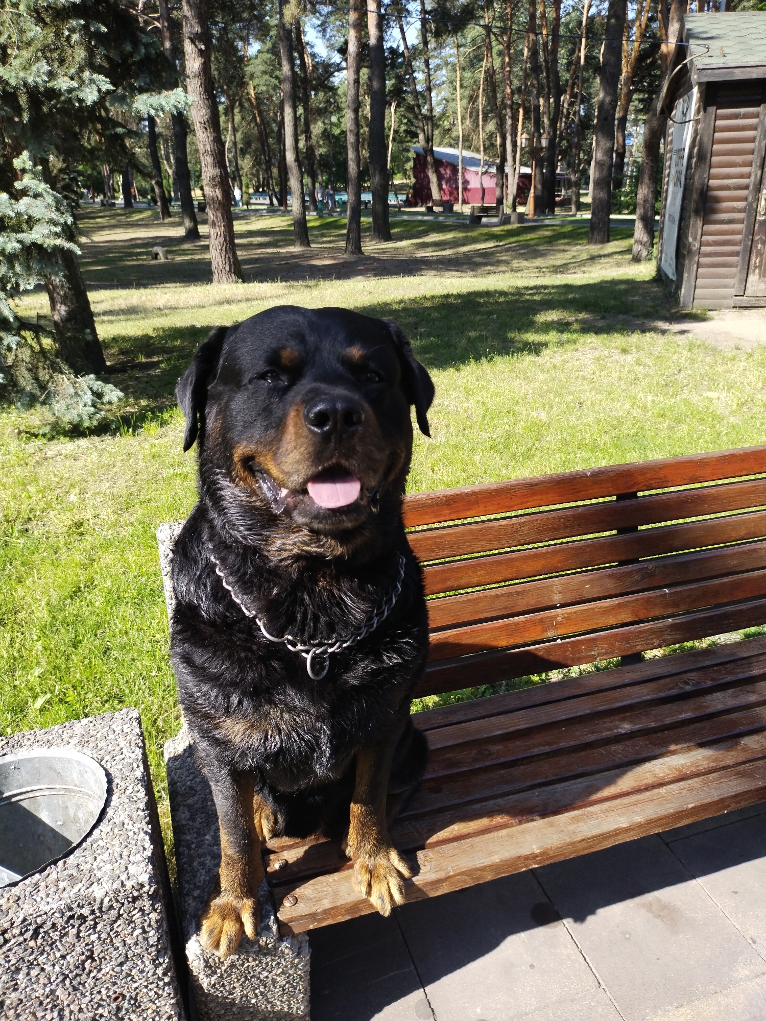 A Rottweiler dog sits on a wooden bench in a park. The dog is facing the camera, with its mouth open and tongue out. It is wearing a silver chain collar. Behind the dog, there are tall trees with green foliage, and patches of grass. In the background, there are more trees, a red building, and a wooden structure that looks like a shed or changing room. The ground is covered with grass and a paved area with square tiles. The scene appears to be outdoors on a sunny day. The location of the park is in the city of Horishni Plavni, Ukraine.