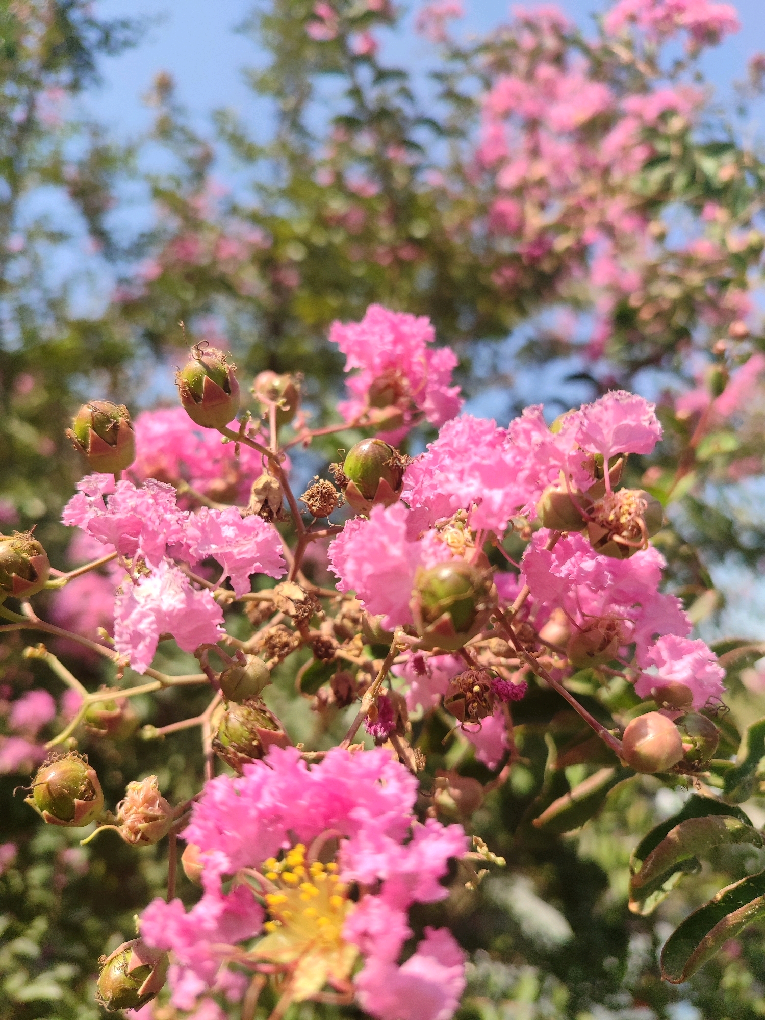 This is a close-up, vertical, outdoor, natural light photograph of a cluster of bright pink crepe myrtle flowers with green seed pods and some dried brown floral remnants. The flowers have ruffled petals and some yellow stamens are visible in the center of one bloom. The background is softly blurred, showing more pink flowers and green foliage, with a hint of blue sky above. The scene is likely set in a garden or park in Tashkent, Uzbekistan, given the commonality of crepe myrtle trees in the region and the sunny, clear sky often seen there. There are no people or animals visible in the image.