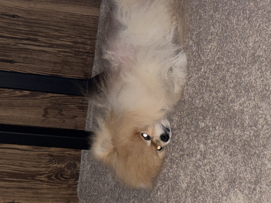 An indoor scene features a light-colored Pomeranian dog lying on its right side on a grayish-brown textured carpet. The dog's head is oriented towards the left of the frame, displaying its dark muzzle and nose. Its eyes exhibit a prominent bright yellow-orange and white reflective glare, consistent with flash photography. The dog's fur is predominantly light tan to cream. In the background, a vertical wooden surface with visible grain is present, alongside two slender, vertical black metal legs from an unspecified piece of furniture. The image provides no discernible features to specify a location within the city of Kastelruth - Castelrotto, Italy.