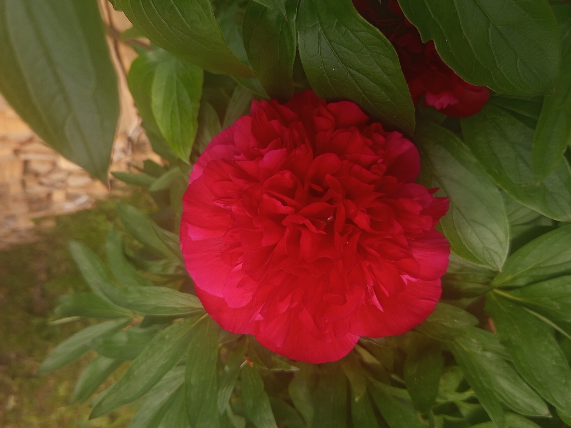 The image displays a close-up, top-down perspective of a fully bloomed, deep red flower, likely a peony, centered slightly towards the lower-right of the frame. The flower exhibits numerous tightly packed, ruffled petals in shades of crimson and magenta, with visible folds and layering. It is enveloped by a dense arrangement of elongated, ovate, dark green leaves, characteristic of peony foliage, some of which are in sharp focus while others appear blurred in the foreground and background, indicating a shallow depth of field. In the upper-right portion of the background, a highly blurred area of light brown, irregularly shaped objects is visible, consistent with wood chips or garden mulch. The upper-left background shows indistinct green foliage or grass. The scene is illuminated by natural, soft light. No human figures or discernible man-made structures are present within the frame, indicating a natural garden setting. The image provides no visual information to specify its location as Ostrovtsy, Russia.