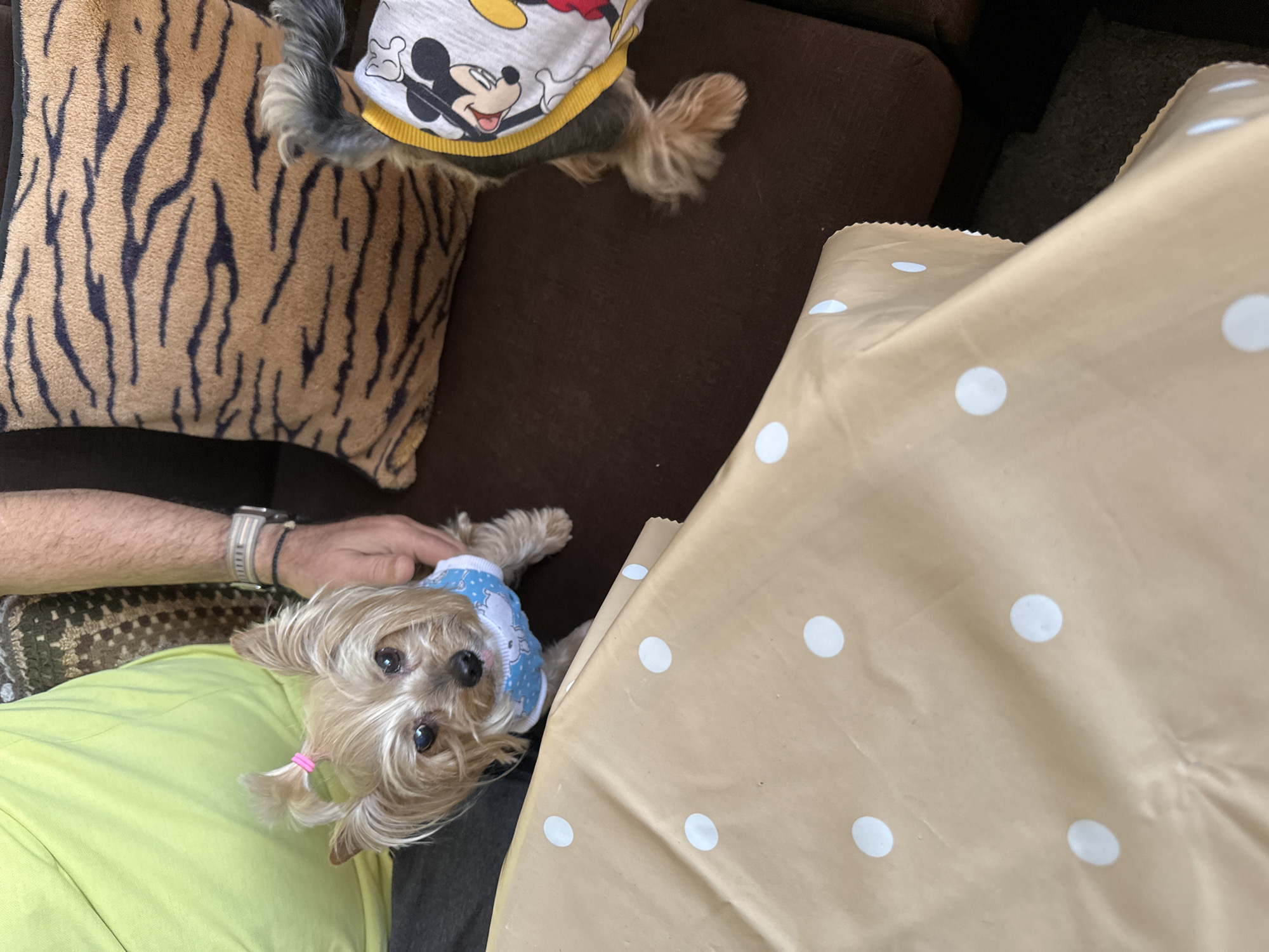 The image depicts an indoor scene with two small dogs on what appears to be a brown sofa. One dog wears a Mickey Mouse shirt and is partially visible at the top left of the frame, lying on a pillow with a tiger stripe pattern. The other dog, located in the lower center of the frame, has light brown fur, wears a blue shirt, and has a small pink hair accessory. A person's hand and arm are visible to the left, wearing a wristwatch. A large, beige surface with white polka dots occupies the right side of the frame, possibly a tablecloth or a large piece of paper. The location (Montana, Bulgaria) is not discernible from the visual content of the image.