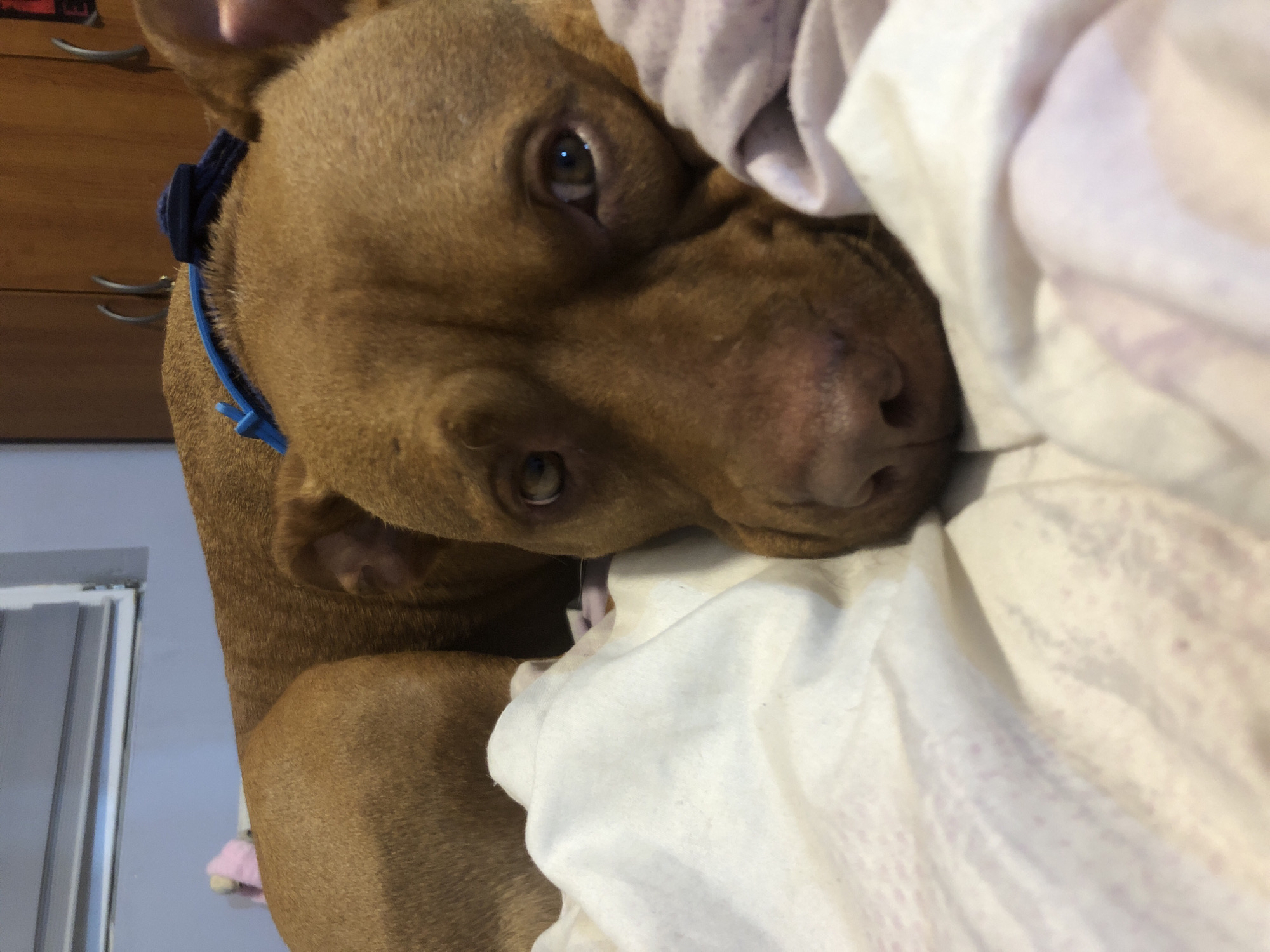 A close-up, slightly canted, indoor shot features a brown dog, possibly a pit bull mix, resting on a white and lavender patterned fabric, likely bedding. The dog wears a blue collar and has a melancholic expression. In the background, a wooden cabinet with chrome handles is visible in the upper left, and a white-framed structure, possibly a window or door, is in the lower left. The photo's location in Sofia, Bulgaria, is not discernible from the visual evidence.