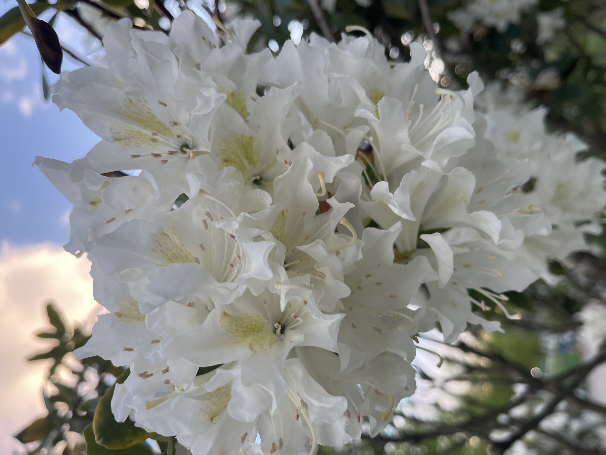 A close-up shot shows a cluster of white rhododendron flowers. The petals are delicate and slightly ruffled, with hints of pale yellow markings near the center of each flower. Several flowers are clustered together, forming a dense bloom. In the background, glimpses of blue sky with white clouds can be seen on the left side, while out-of-focus greenery and branches are visible on the right. The shot appears to be taken outdoors in natural light. There is no indication that this photo was taken in Krasnodar, Russia.