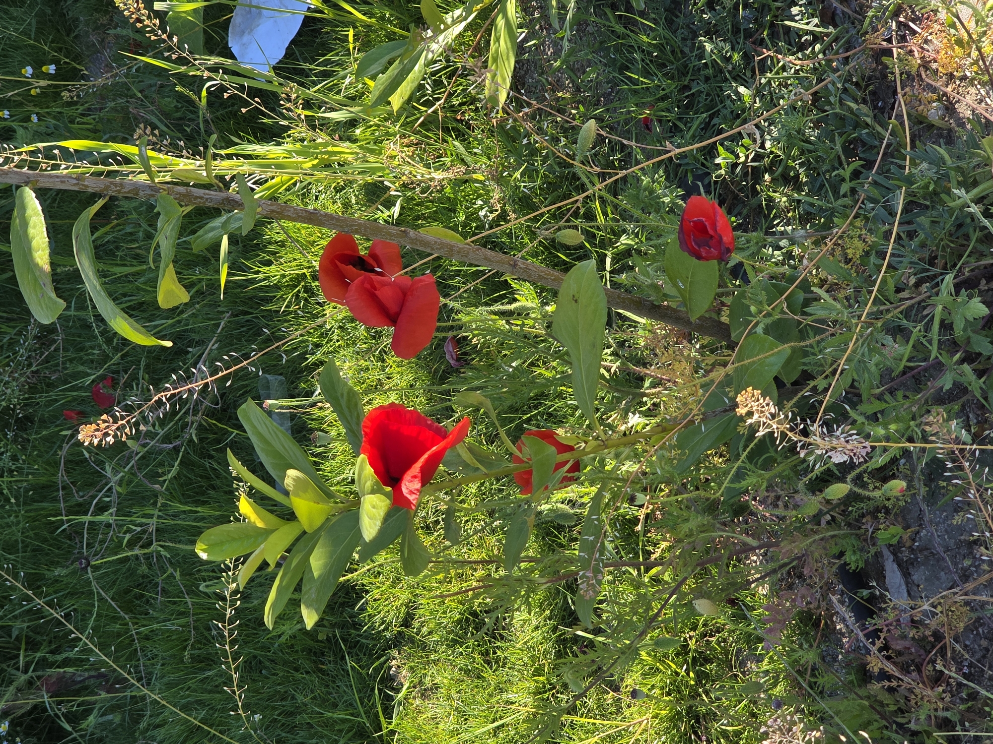 The image depicts a close-up view of a patch of grass and wildflowers. Three bright red poppy-like flowers are the prominent subjects, along with various green leaves and stems. A light-colored, thin branch runs horizontally across the frame. The environment appears to be outdoors, with sunlight illuminating the scene. There are no people visible. Based on the prompt of the city of Plovdiv, Bulgaria, this scene is likely located in that city, possibly within a park or green space.