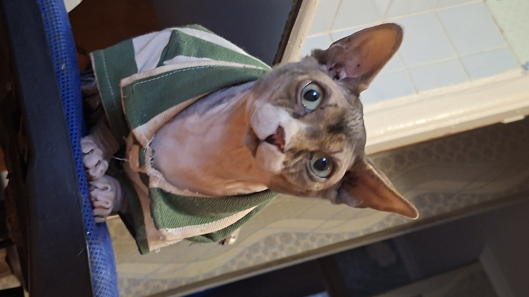 A Sphynx cat is positioned on a blue mesh surface, wearing a green and white striped garment. The cat's gaze is directed towards the viewer. The background features light blue tiled walls and patterned wallpaper. The scene appears to be indoors, possibly in a home setting, within the Забалоцкі сельскі Савет, Belarus.