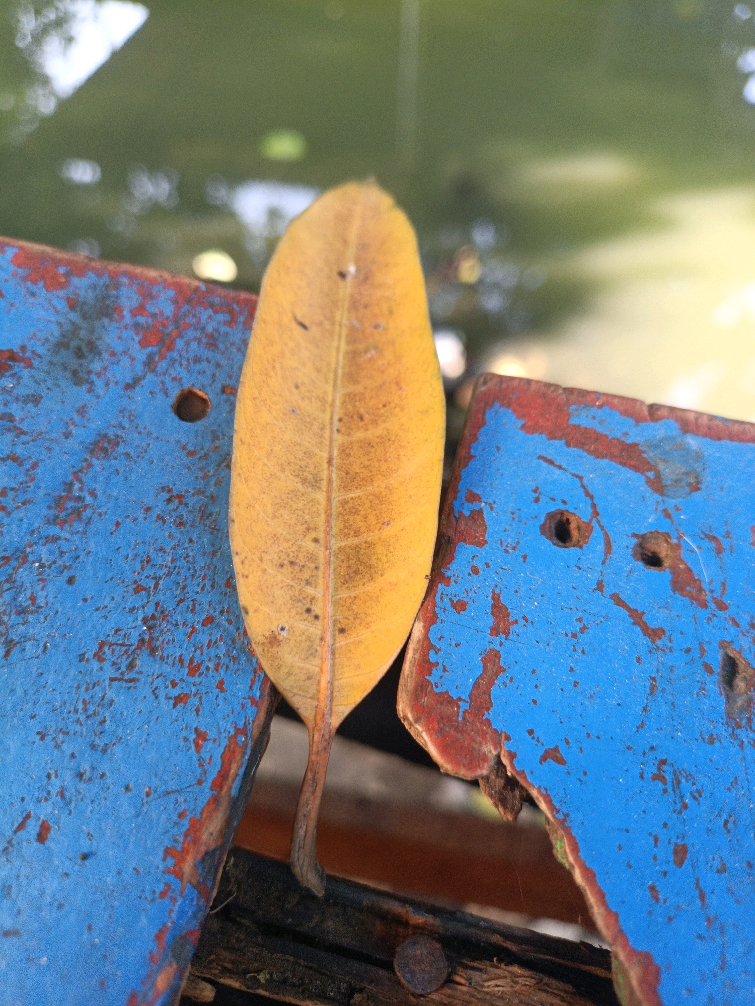 A close-up shot captures a single, yellowed leaf positioned vertically between two weathered, blue-painted metal surfaces with visible rust and peeling paint. The surfaces appear to be part of an outdoor structure. In the blurred background, a body of water with reflections of the sky and foliage is visible, suggesting an outdoor location in a natural or park-like setting. The scene is devoid of any human presence. The overall impression is one of decay and the passage of time.