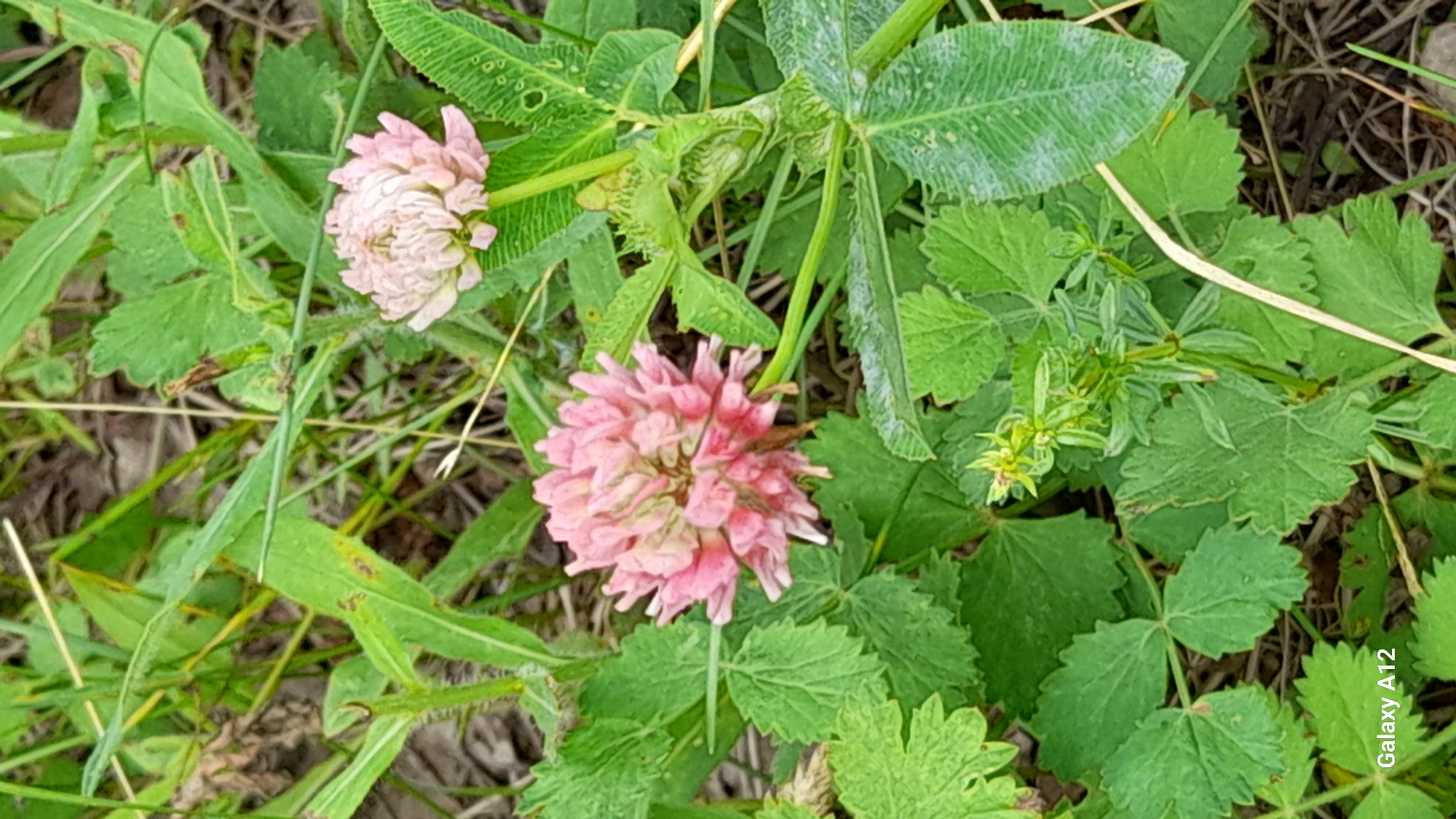 A close-up, eye-level shot focuses on two pink clover flowers amidst lush green foliage. The clover flowers are the primary subjects, with the larger one in the foreground displaying a dense, spherical bloom of delicate petals. The second, slightly smaller flower is positioned behind and to the right, its petals appearing lighter and more spread out. The surrounding environment is characterized by various green leaves of different shapes and sizes, some smooth and others serrated, interspersed with thin blades of grass and dry, brown organic matter on the ground. The lighting suggests an outdoor setting, possibly during daytime, with soft, natural illumination. The image was captured in Марковский, Russia, as indicated by the visible text overlay in the lower-left corner.
