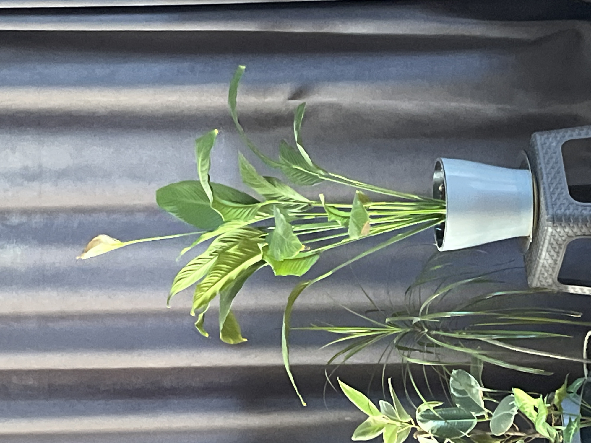 A close-up, medium shot shows a peace lily plant in a light blue ceramic pot. The pot sits on a textured, dark gray stool. The plant has several large, dark green leaves and a single white spathe, which is a modified leaf that surrounds a flower spike. Behind the plant, a dark gray curtain is visible, its folds creating vertical lines. To the left of the peace lily, a smaller plant with variegated green and white leaves can be seen. To the left and behind that, another plant with long, thin, green leaves is present. The lighting suggests an indoor setting, possibly a home or office, with soft light illuminating the plants. No people are present in the scene. The image provides no information to determine its location in Saratov, Russia.