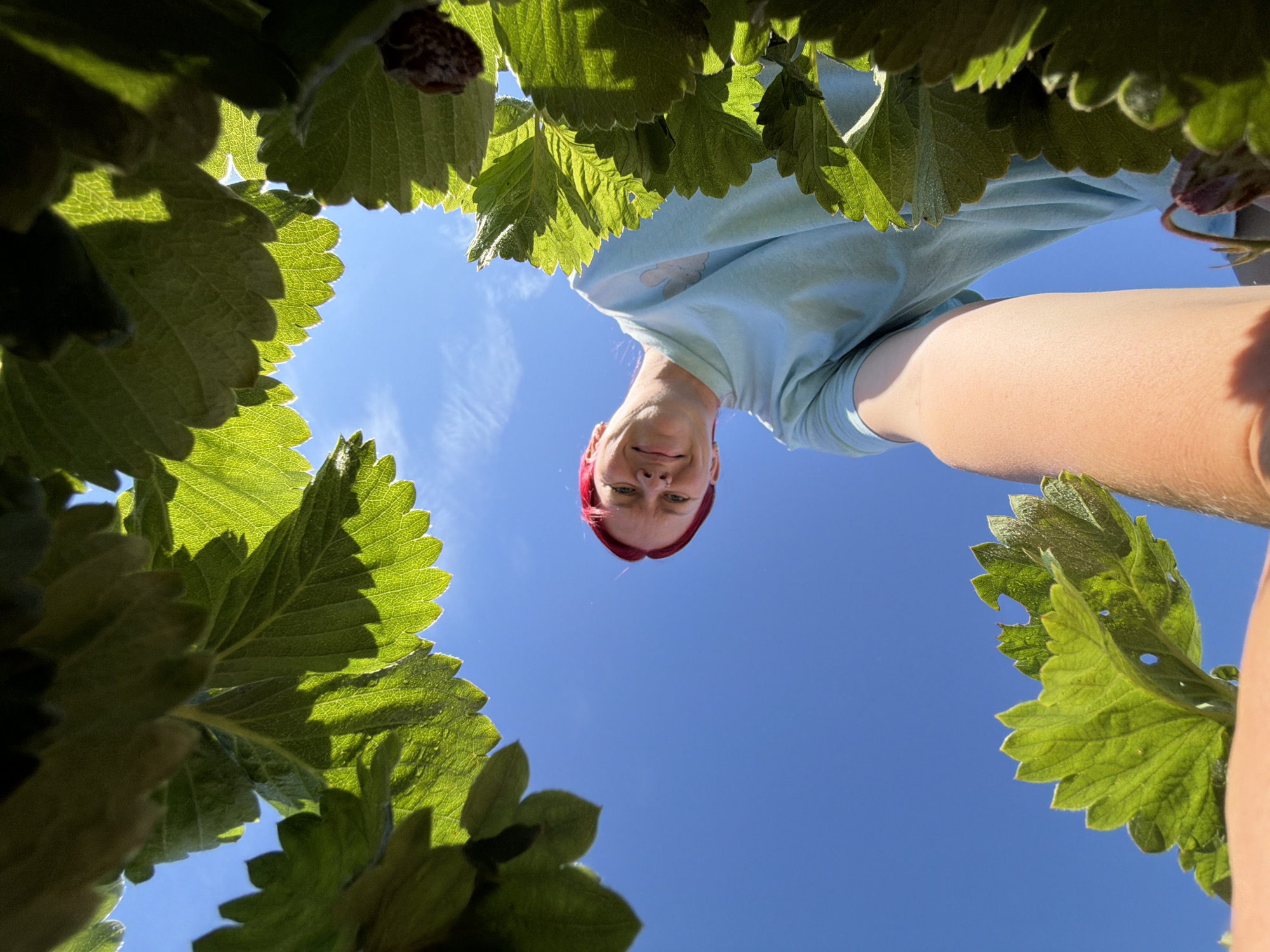 This is a first-person perspective shot from within a strawberry patch, looking up towards the sky. A person with short, vibrant red hair and wearing a light blue t-shirt is visible, looking down at the camera with a slight smile. Their left arm is extended, holding the camera. The foreground and edges of the frame are dominated by large, green strawberry leaves, some of which are backlit by the bright blue sky. A small, unopened strawberry bud is also visible in the lower right portion of the image. The location is not specified in the image or provided context.