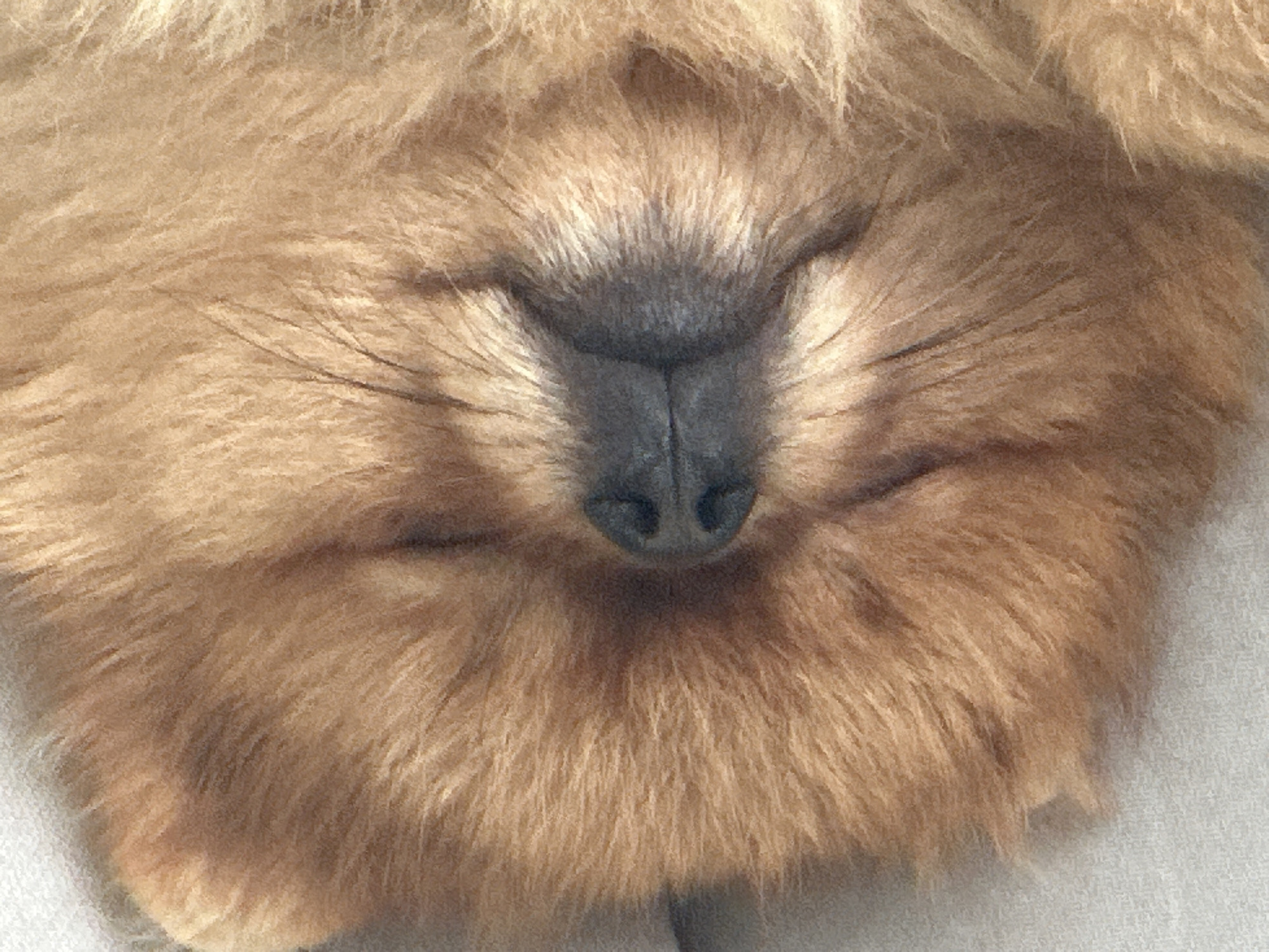 The image shows a close-up, top-down view of a light brown dog's face. The dog is lying down and appears to be sleeping or resting, with its eyes closed. The dog's nose, which is dark gray and appears wet, is visible in the center of the frame. The fur is thick and fluffy, with strands of lighter and darker brown visible. The background is a light gray, textured surface, possibly a blanket or sofa. There are no people or any other identifiable objects in the image. The image is a portrait of a dog's face and does not provide any information about the city of Asenovgrad, Bulgaria, or any specific location within it.