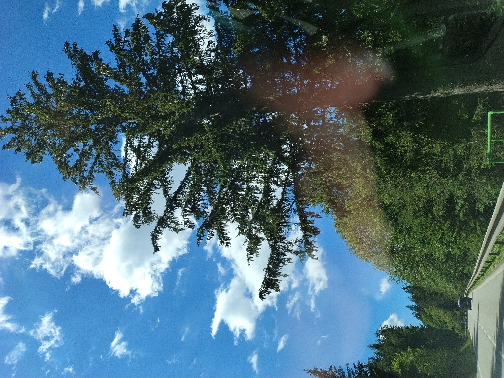An image captured from a vehicle traveling on a paved road through a dense forest. The road has white lane markings and a metal guardrail on the right. Tall evergreen trees line both sides of the road, with a particularly large tree dominating the right side of the frame, its branches reaching towards a bright blue sky dotted with white, fluffy clouds. A dark-colored SUV is visible on the road ahead, moving in the same direction. The scene is consistent with a scenic drive on a highway or a rural road in a forested area, potentially in the city of Vimperk, Czechia, given its known forest-covered surroundings.