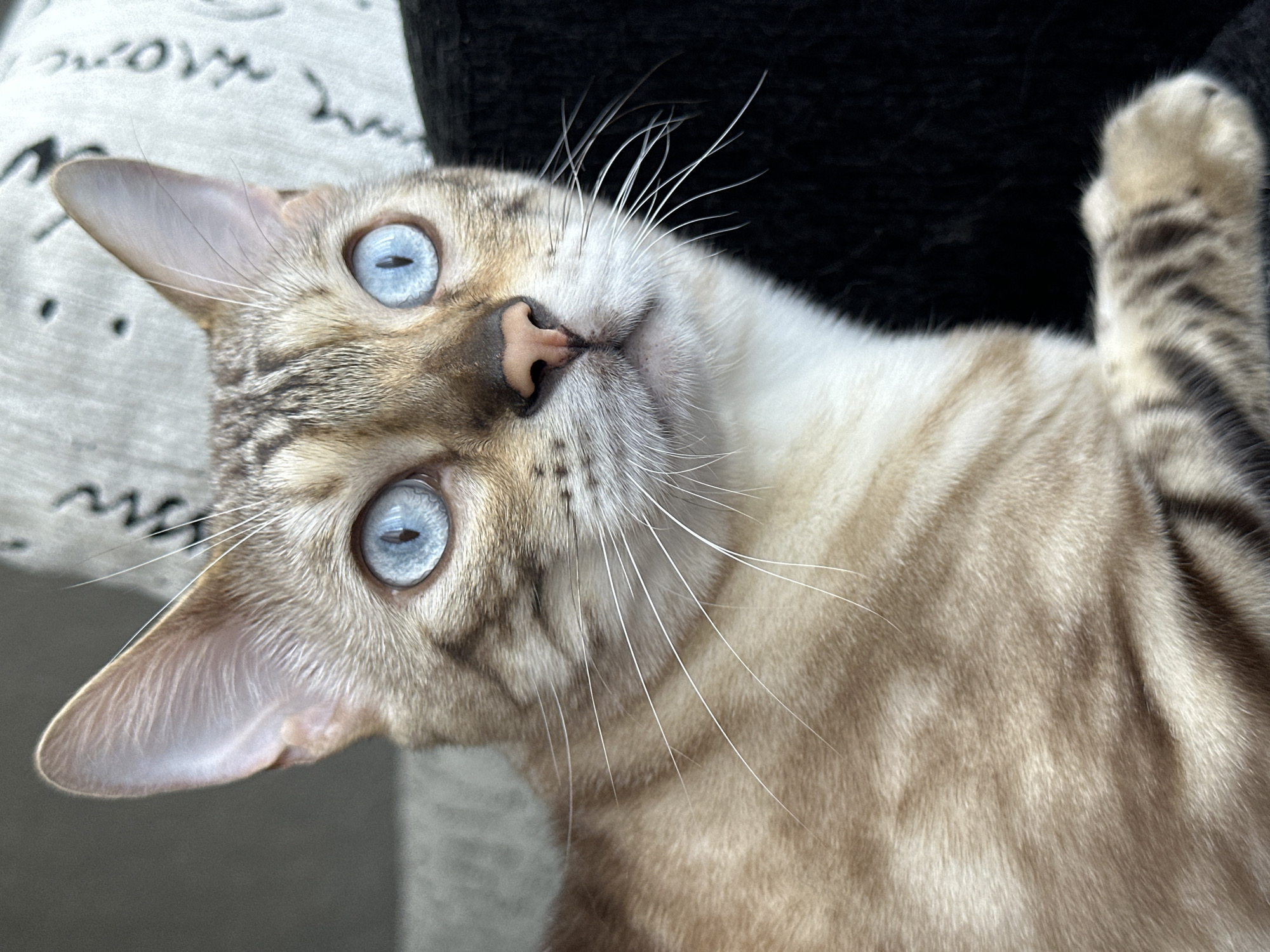 This is a close-up, eye-level, portrait shot of a Bengal cat with striking blue eyes. The cat is light brown with characteristic dark rosettes and stripes. Its fur appears soft and well-groomed. The cat is looking slightly to the right of the camera. The background is out of focus and appears to be a textured, possibly upholstered surface with some faint lettering. There is no information or visual cues within the image to indicate the location of Energetik, Russia.