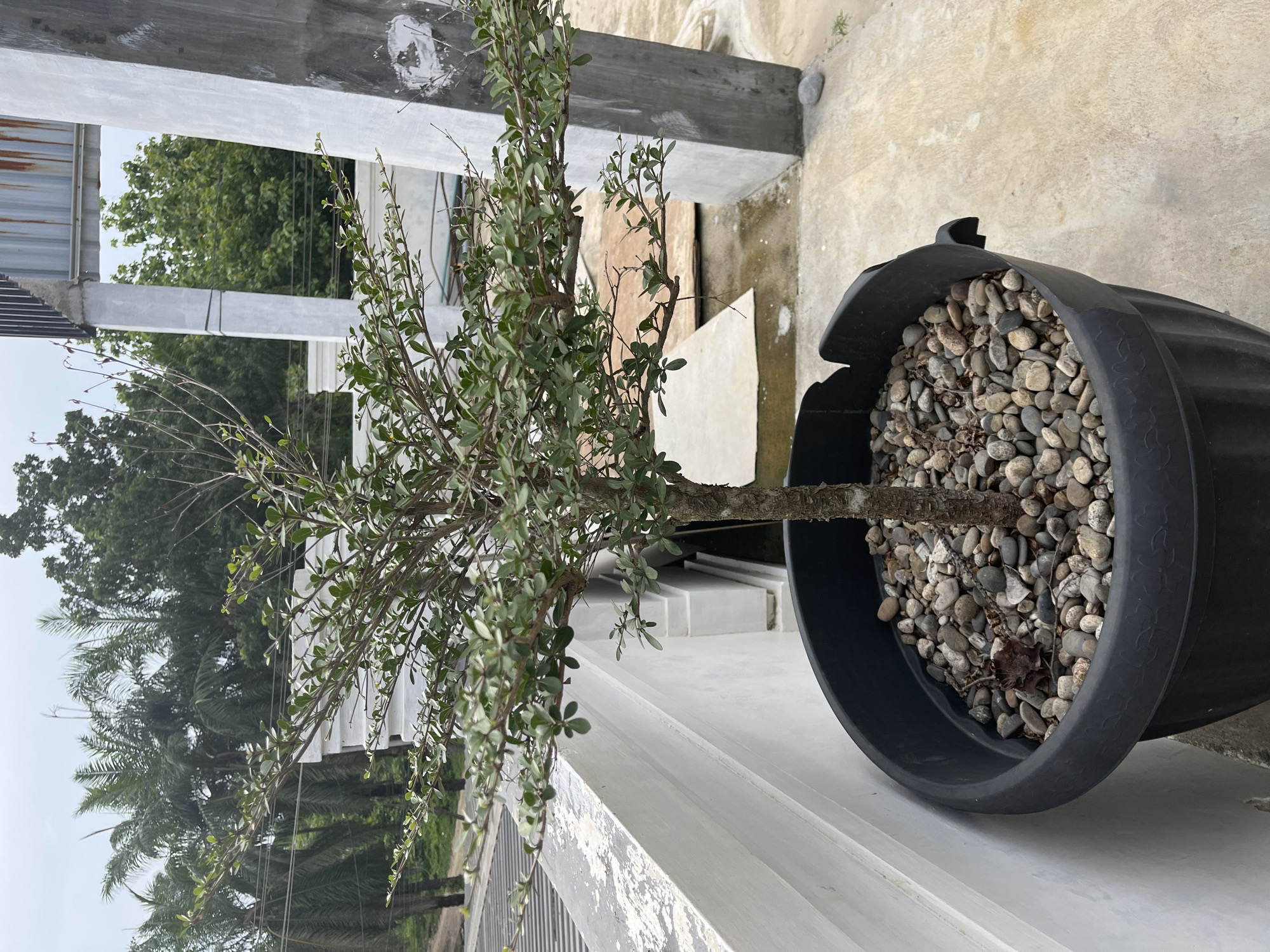 A potted plant with green leaves and a textured trunk sits in a large black plastic planter filled with pebbles. The planter is positioned on a concrete surface next to a white, weathered wall. In the background, there are palm trees and other lush green foliage, indicating a tropical environment. The sky is overcast. The scene appears to be outdoors, possibly on a balcony or rooftop, in a location that experiences substantial rainfall, as evidenced by the puddles on the ground. The structures in the background suggest an urban or semi-urban setting, with elements of modern architecture alongside natural elements.