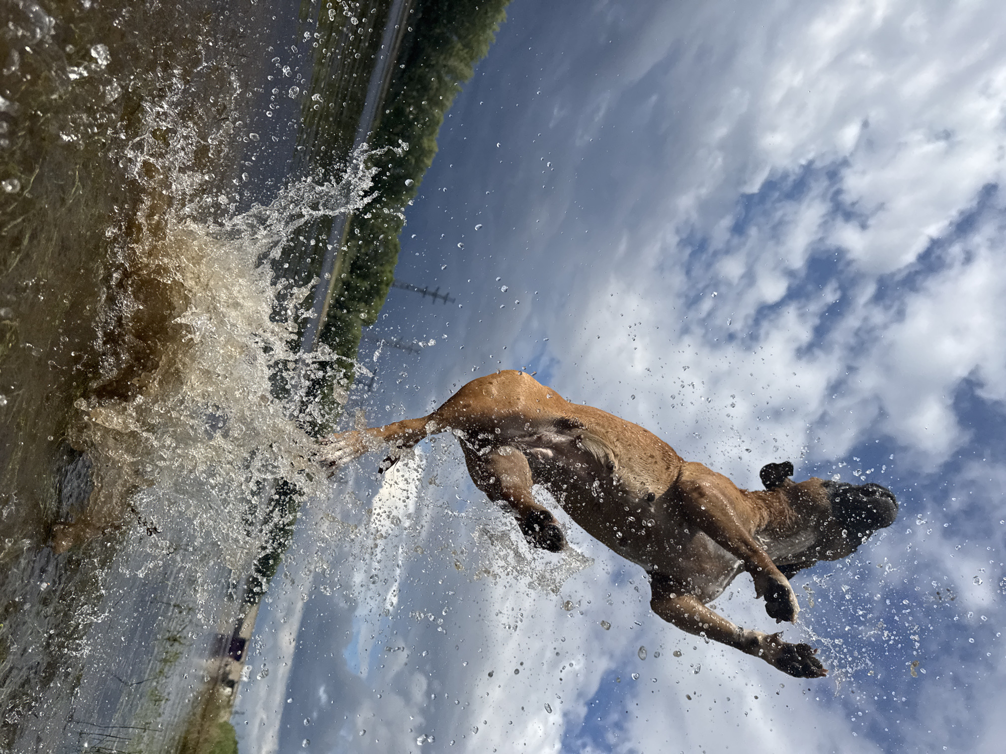 A brown dog leaps high out of the water with a large splash, its body suspended in mid-air against a cloudy sky. The dog's paws are spread wide, and water droplets fly around it. In the background, a line of trees borders the water, and a few distant structures are visible. This scene likely takes place on the Kama River in Chaikovsky, Russia, a location known for its water bodies and recreational activities.
